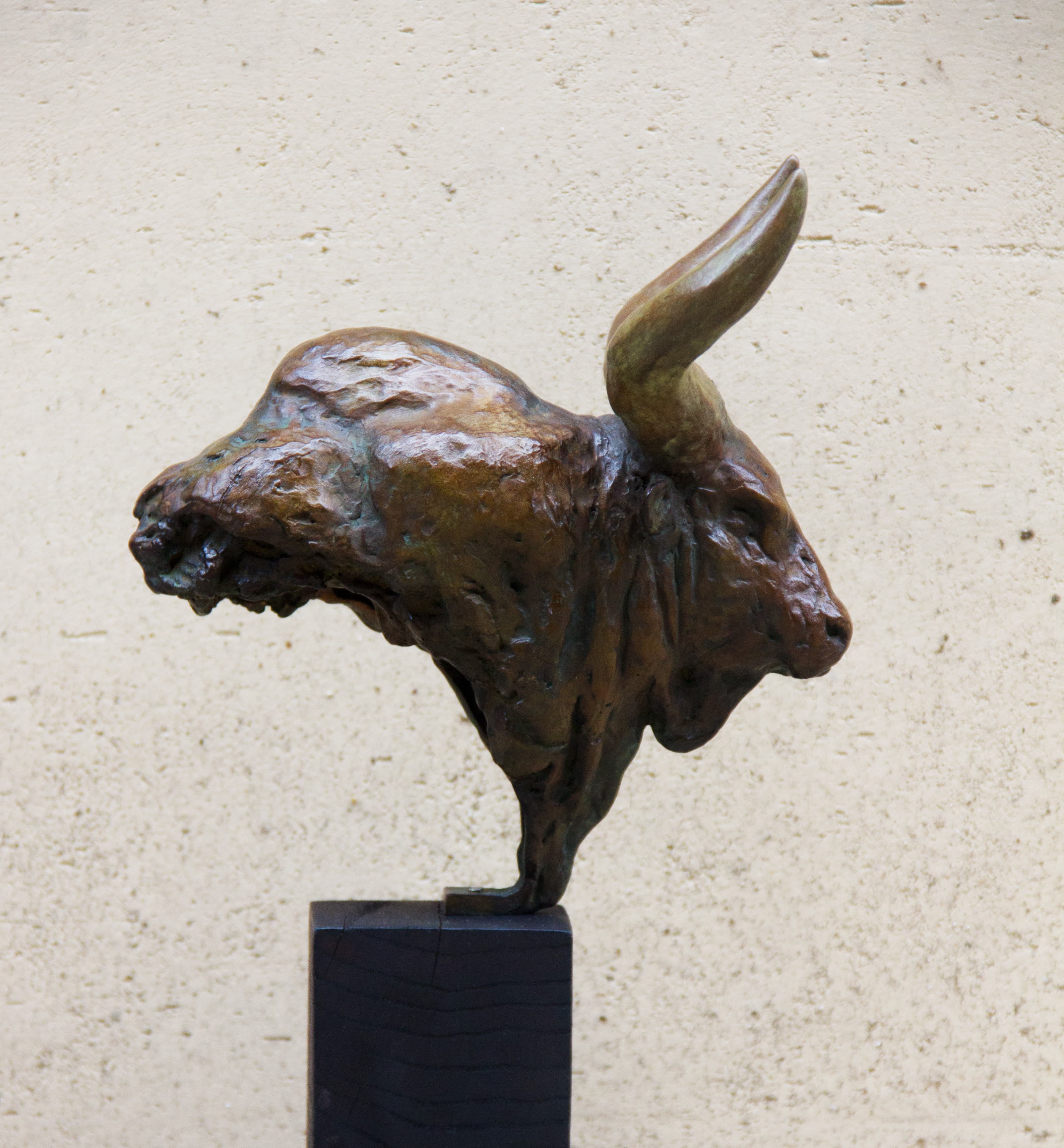 LE TAUREAU AFRICAIN
