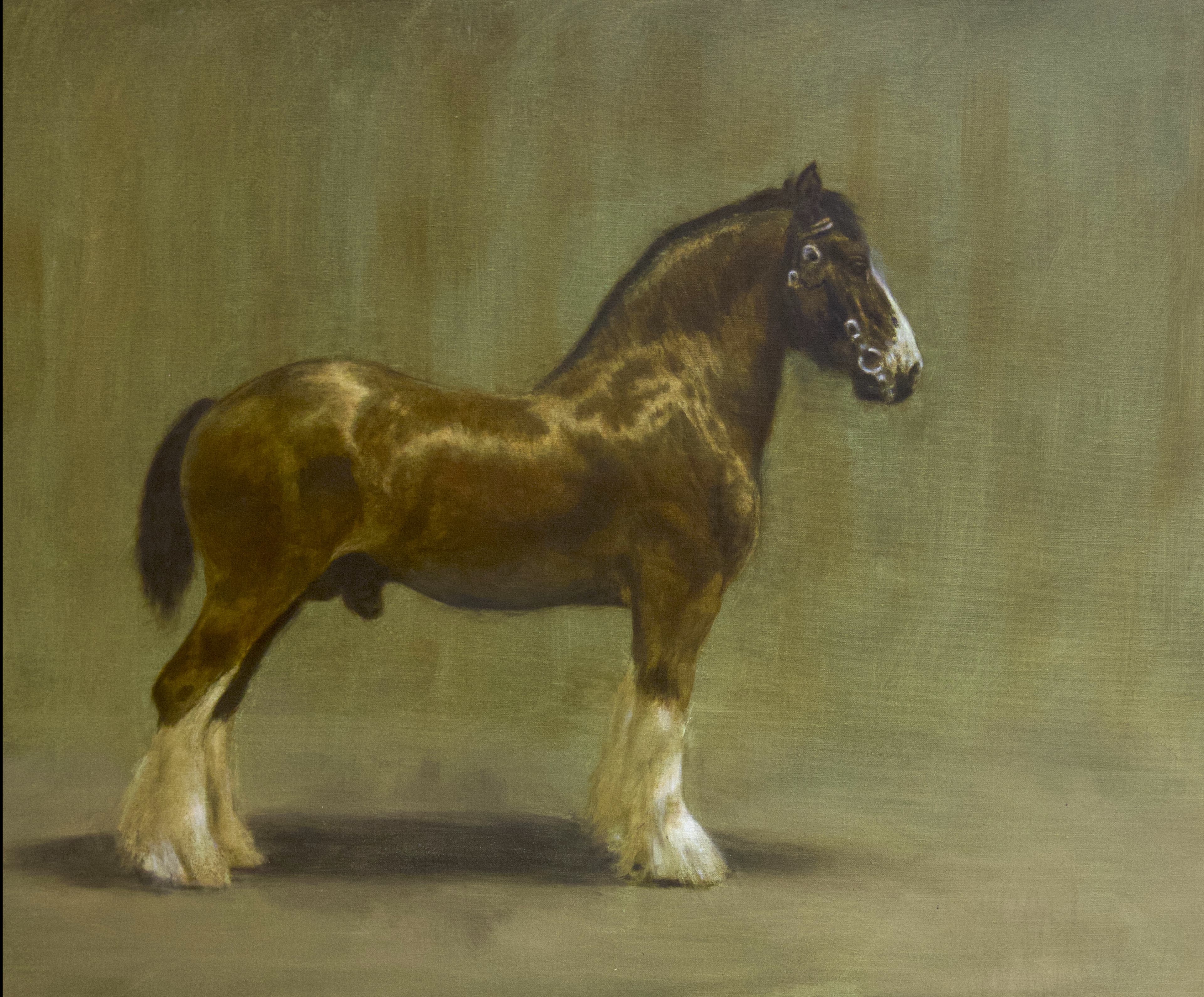 CHEVAL DE TRAIT ANGLAIS