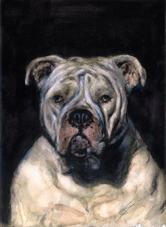BOULEDOGUE AMERICAIN (chien)
