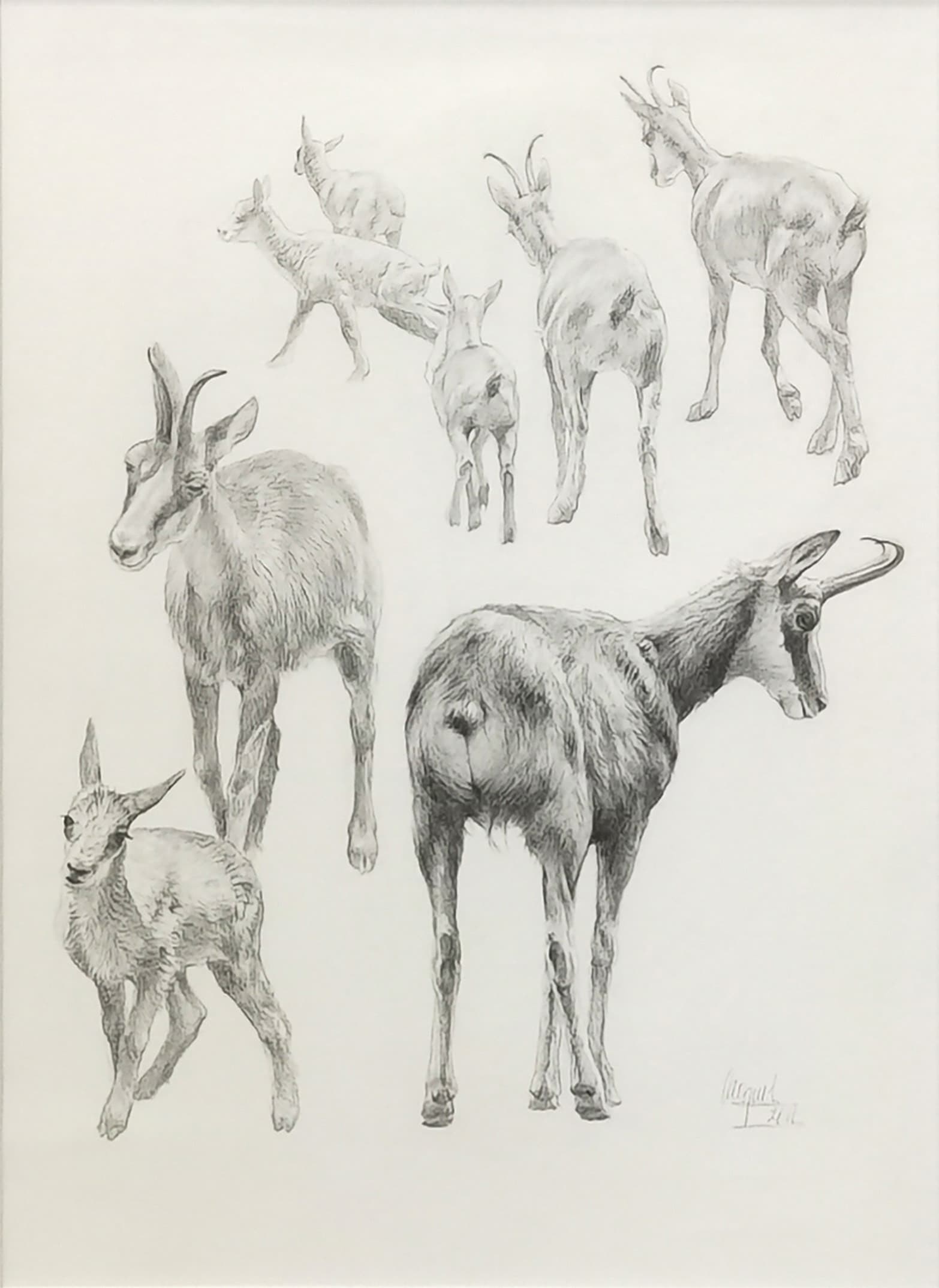 CHAMOIS