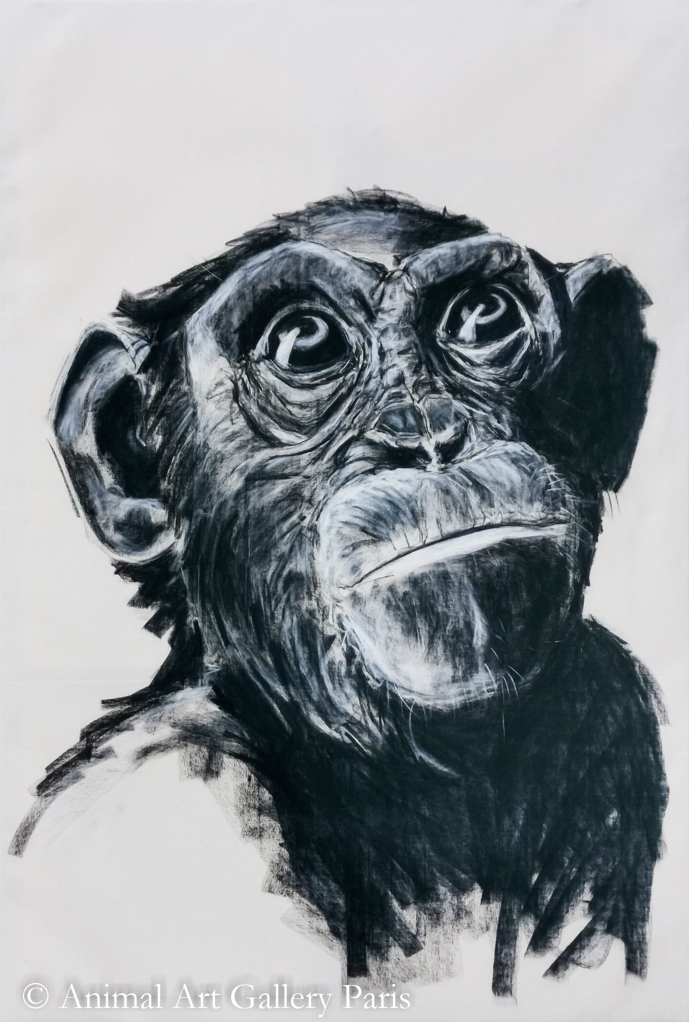 CHIMP'UP (chimpanzé)