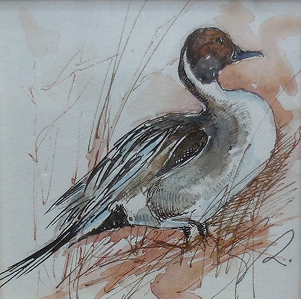 PILET (oiseau)