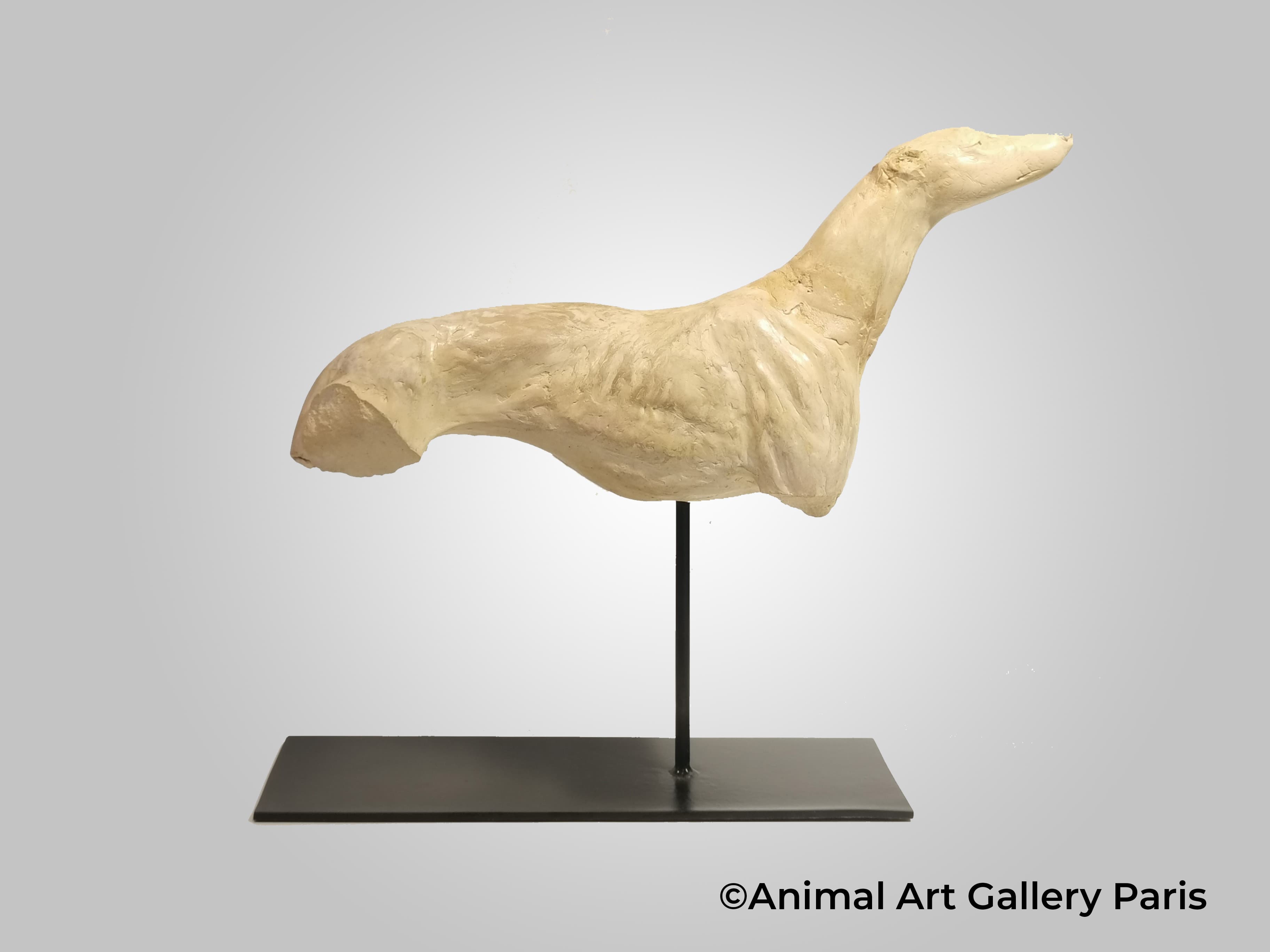 GREYHOUND 2 (chien)
