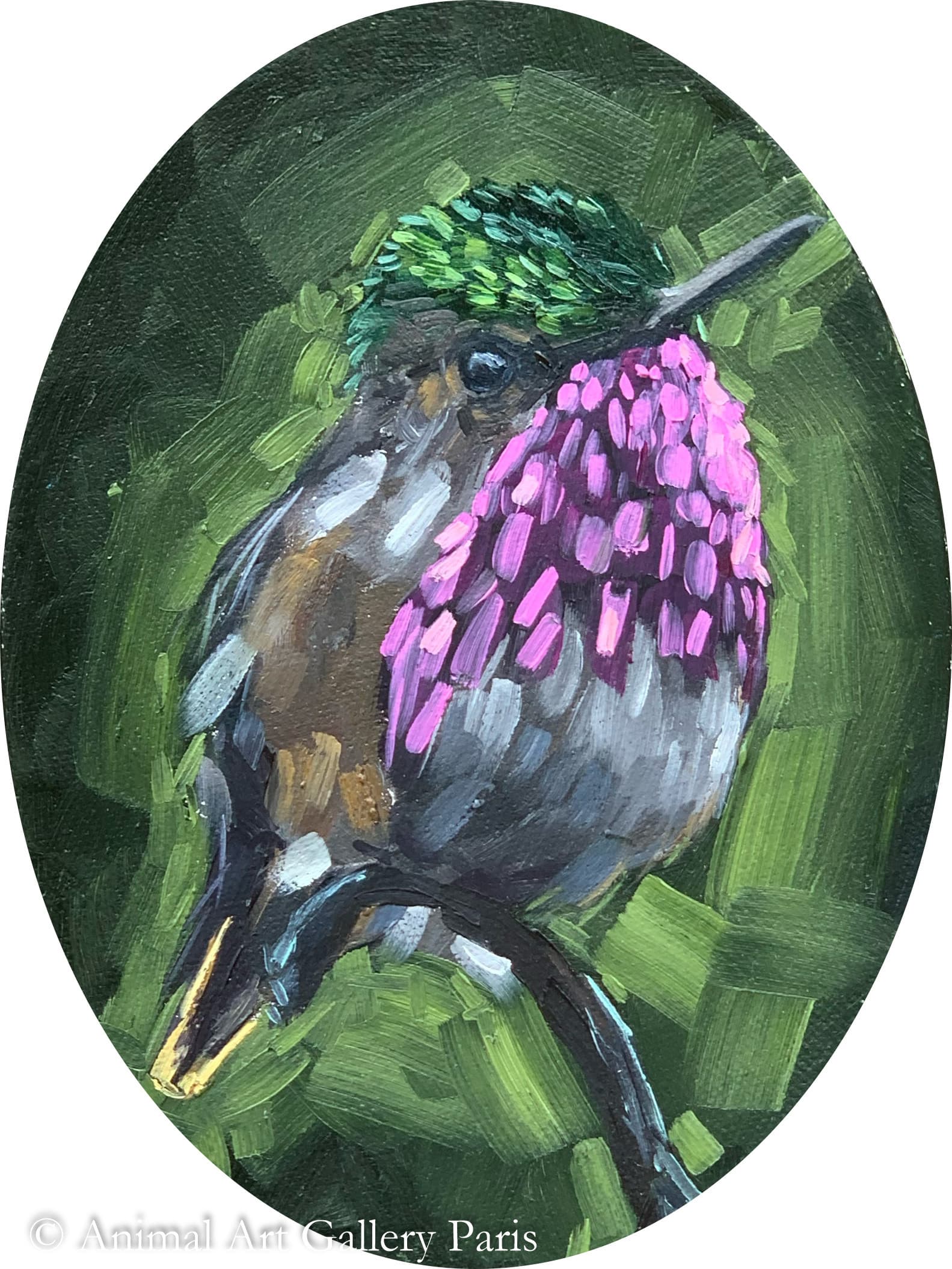 KING COLIBRI