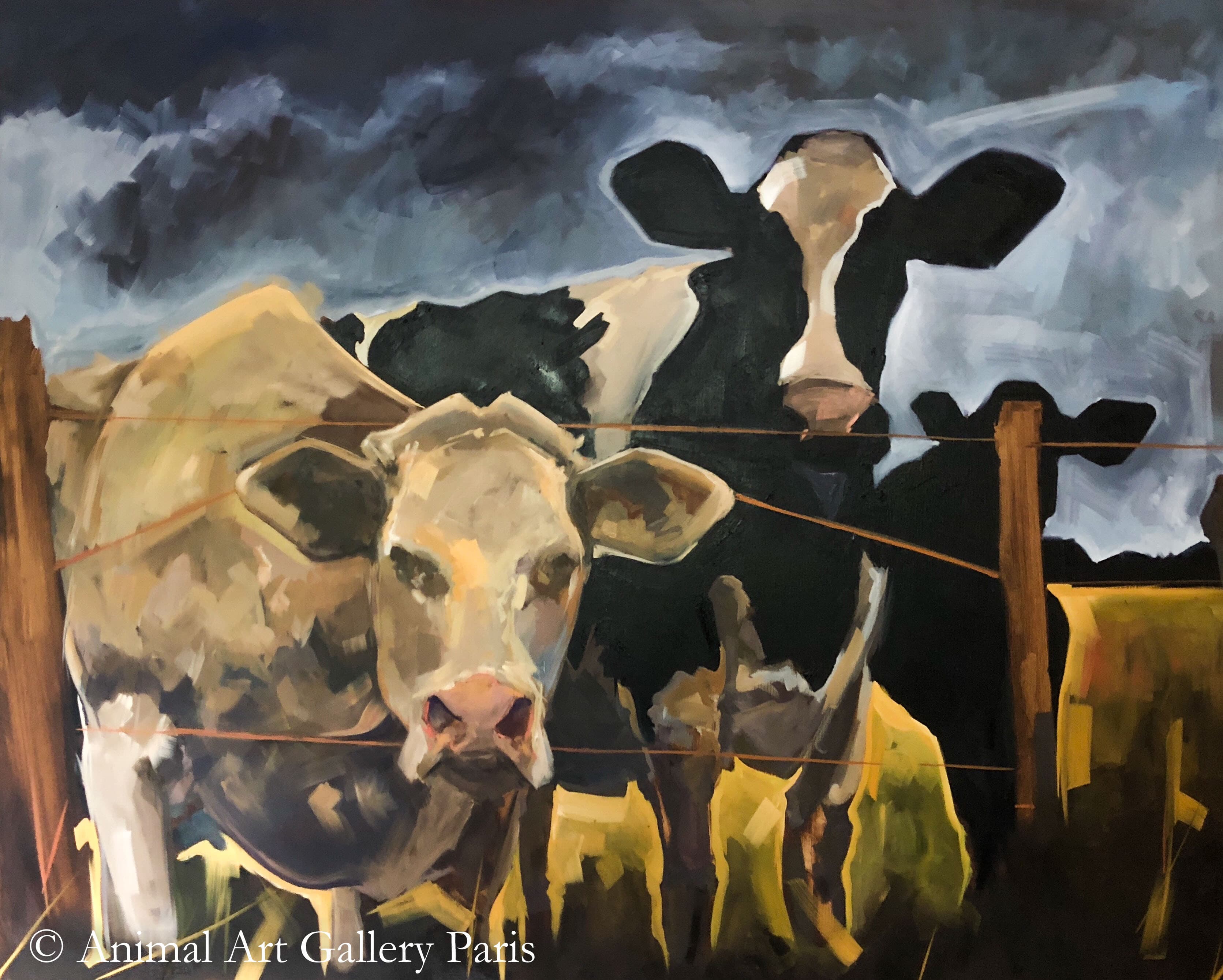 SASSY COWS (Des vaches)