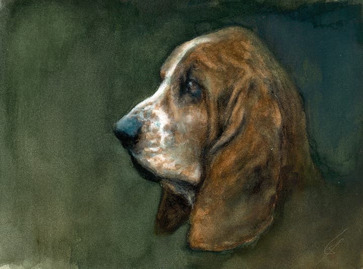 BASSET HOUND (chien)