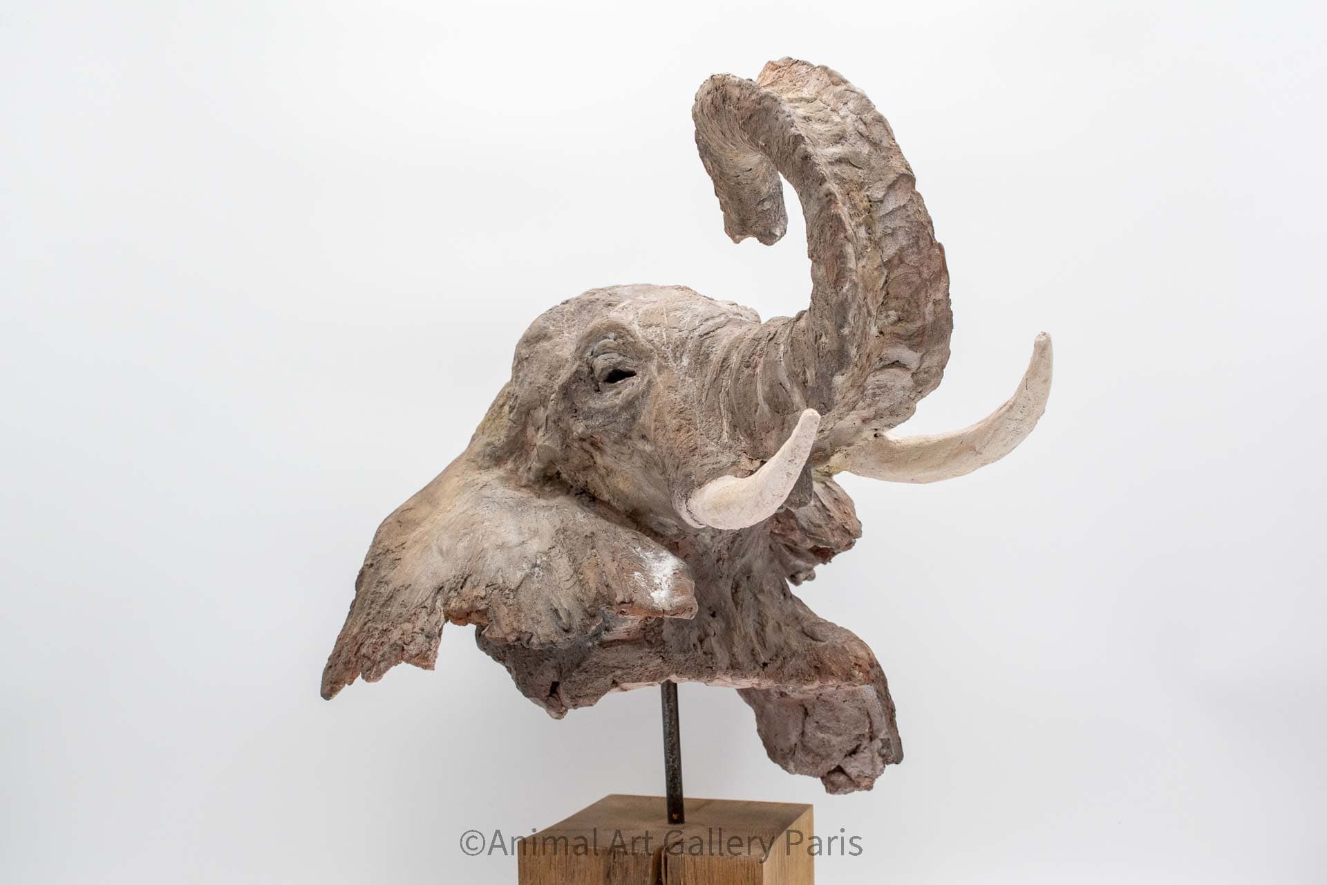 TETE D'ELEPHANT