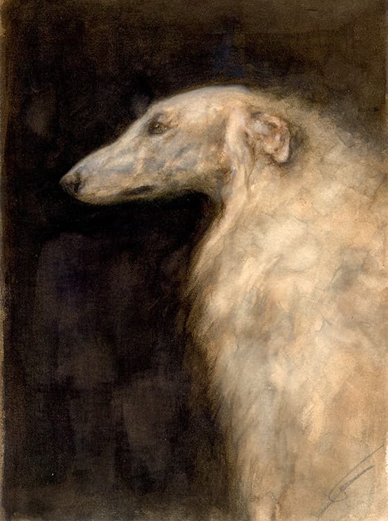 BARZOÏ (lévrier russe, chien)