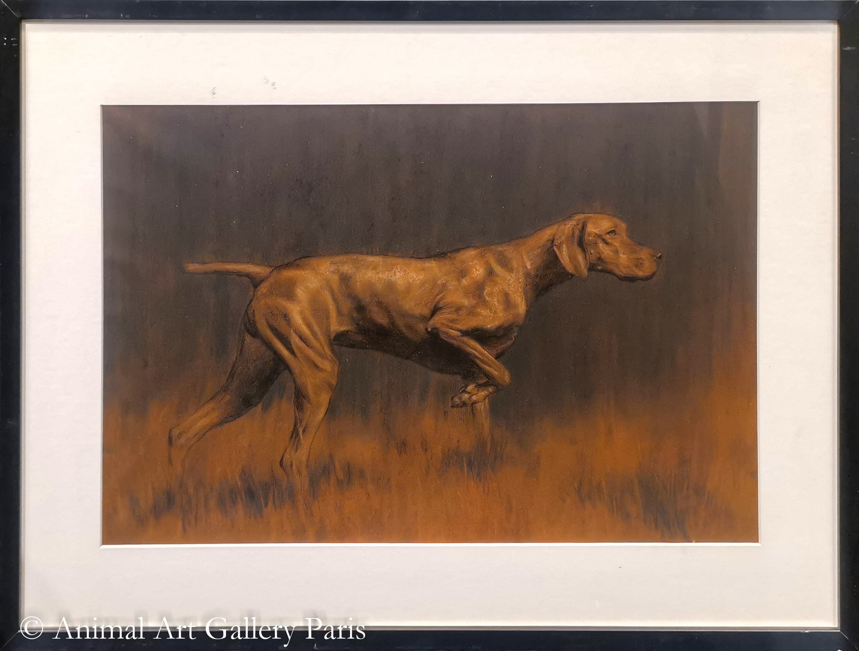 BRAQUE HONGROIS (chien)