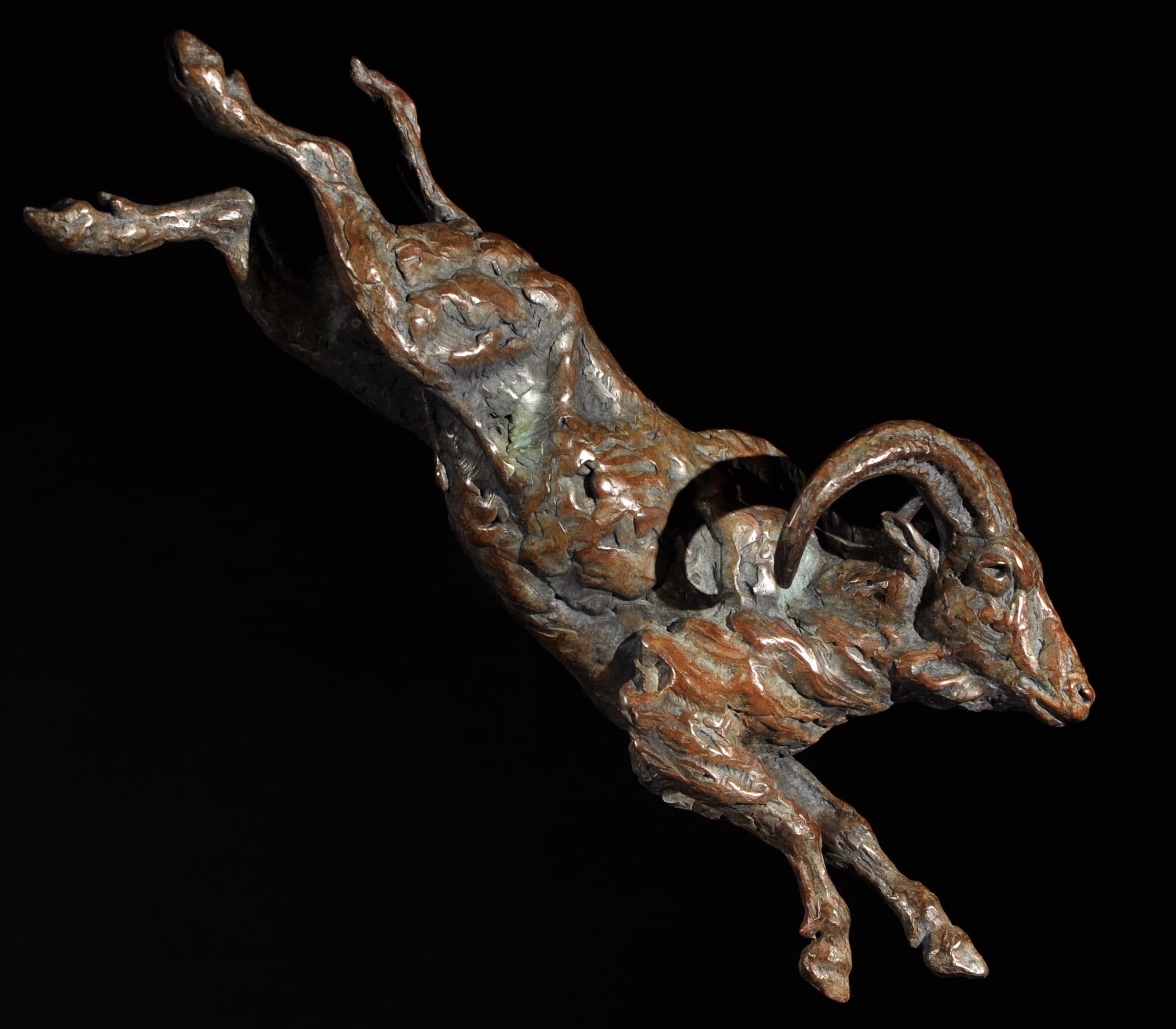 BASE JUMPER (Aoudad - Mouflon à manchettes)