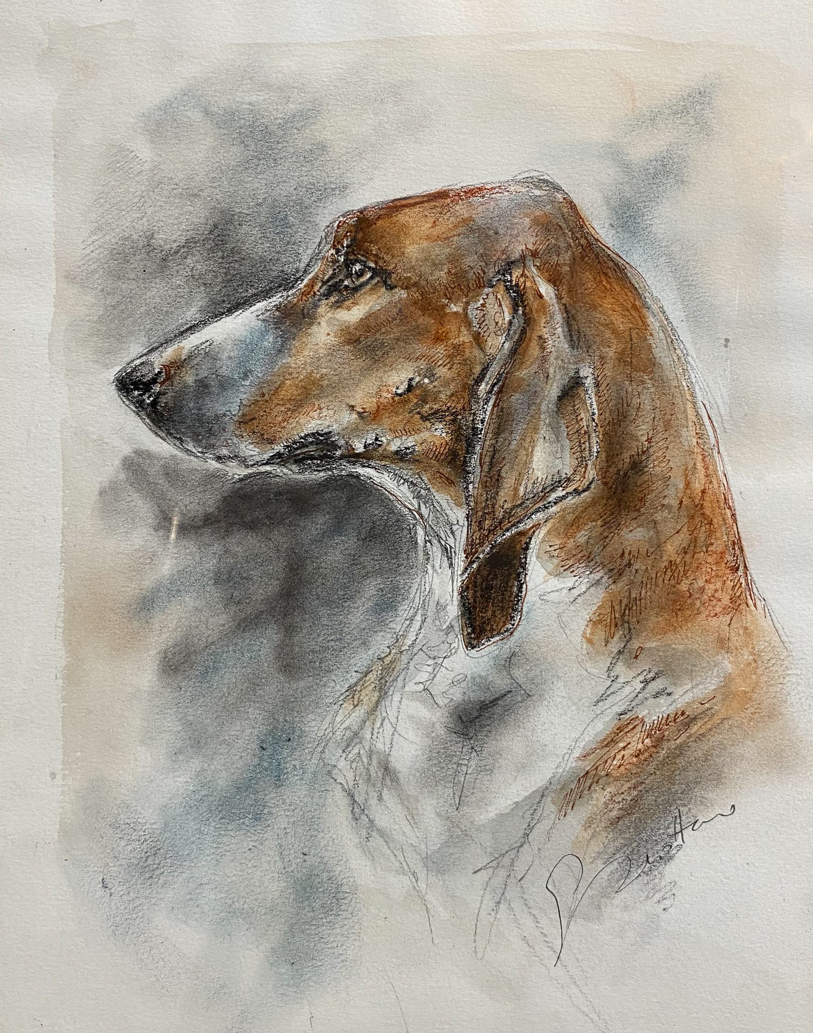 CHIEN DE CHASSE ANGLO-POITEVIN