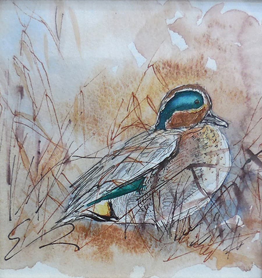 SARCELLE D'HIVER (oiseau)