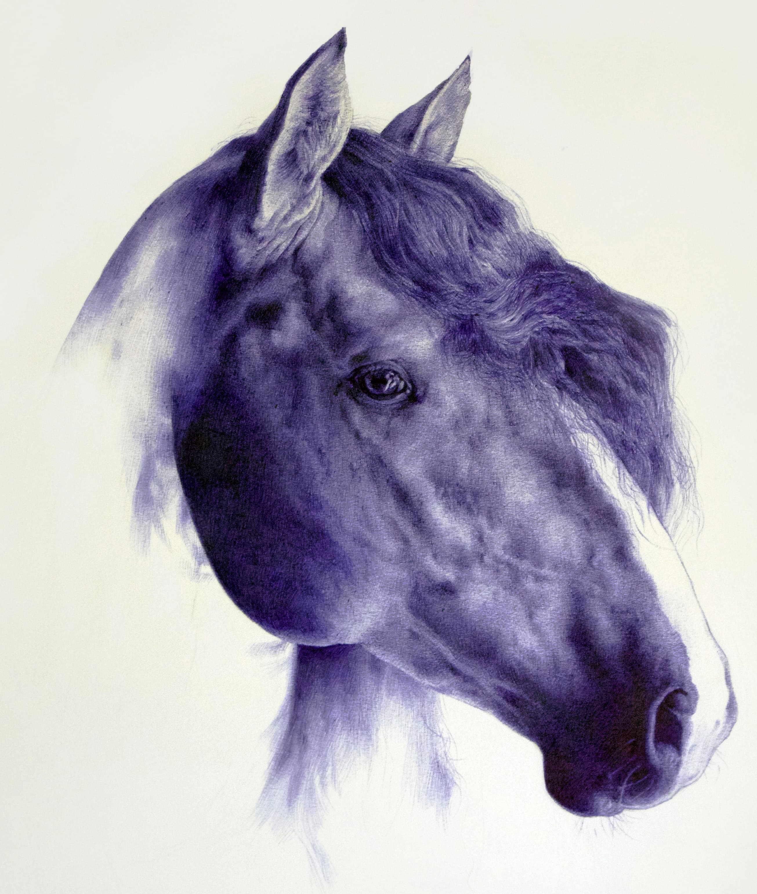 BLEU DE PRUSSE (cheval)
