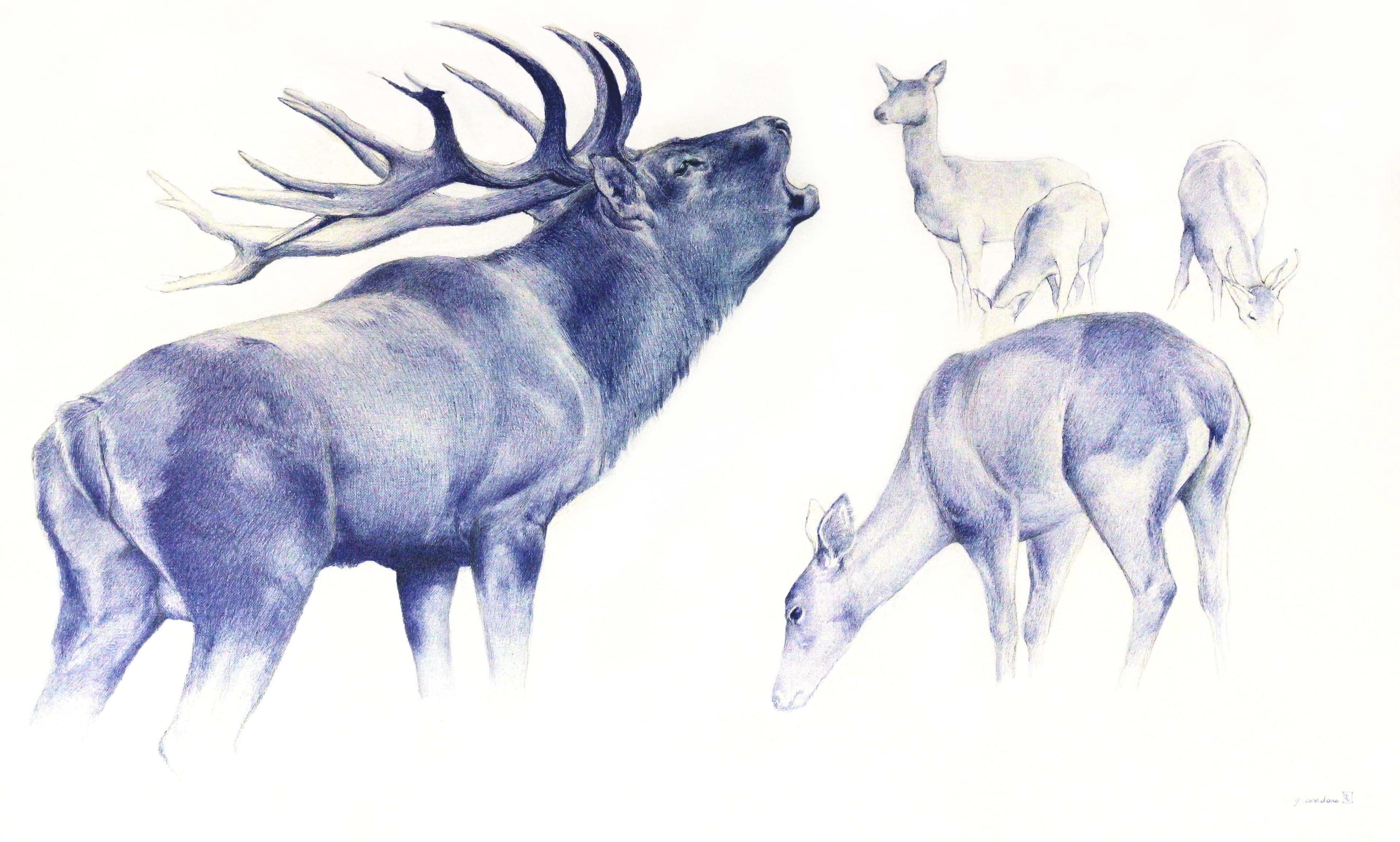 BRAME DU CERF
