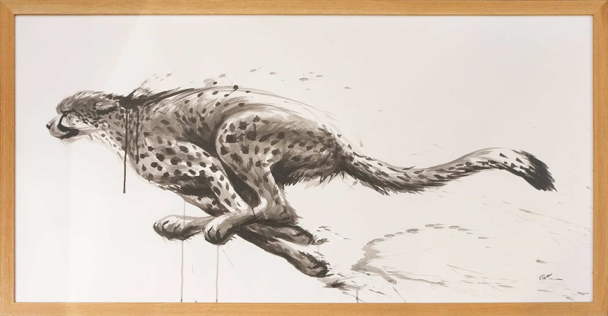 COURSE DE GUEPARD