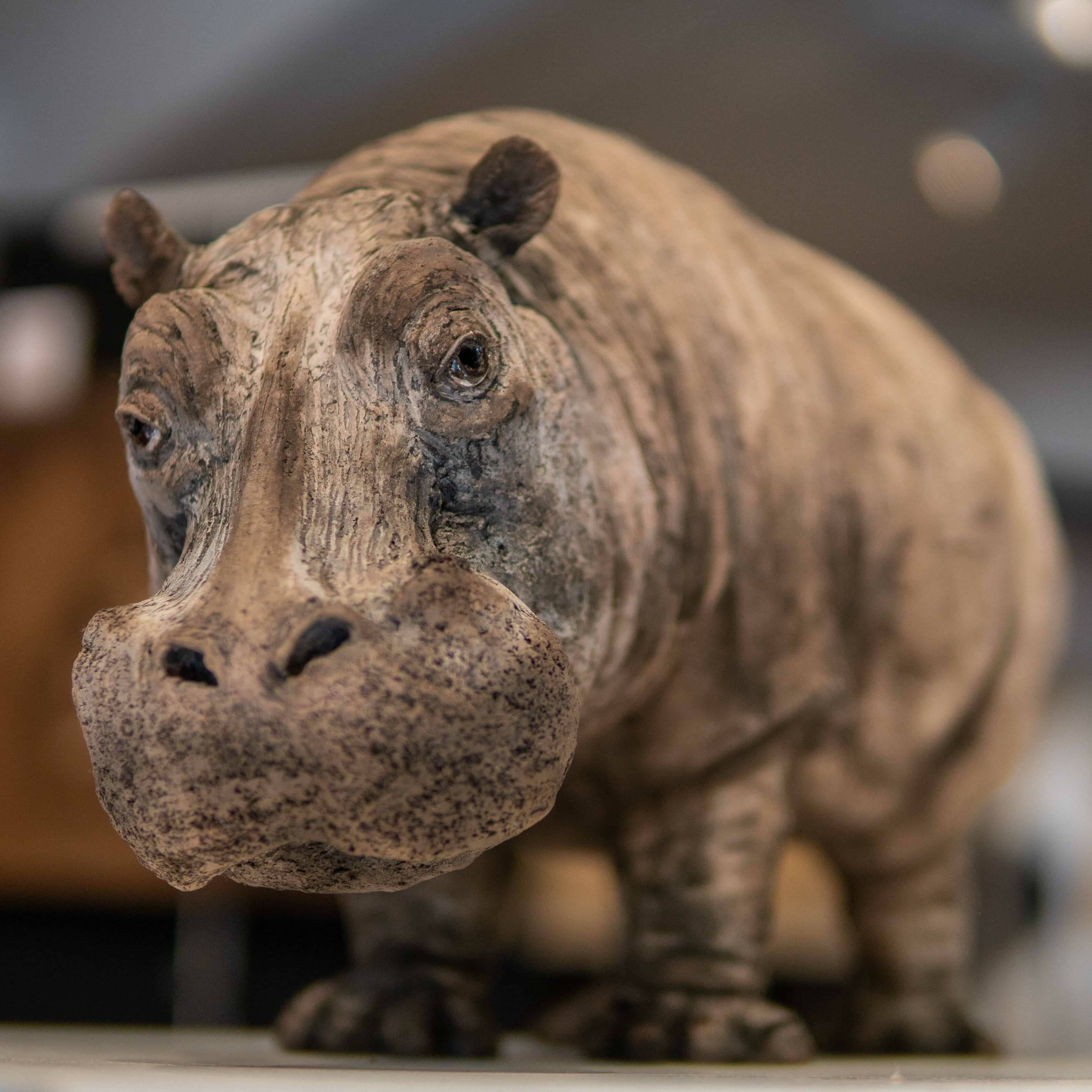 LITTLE IRMA (hippopotame femelle)
