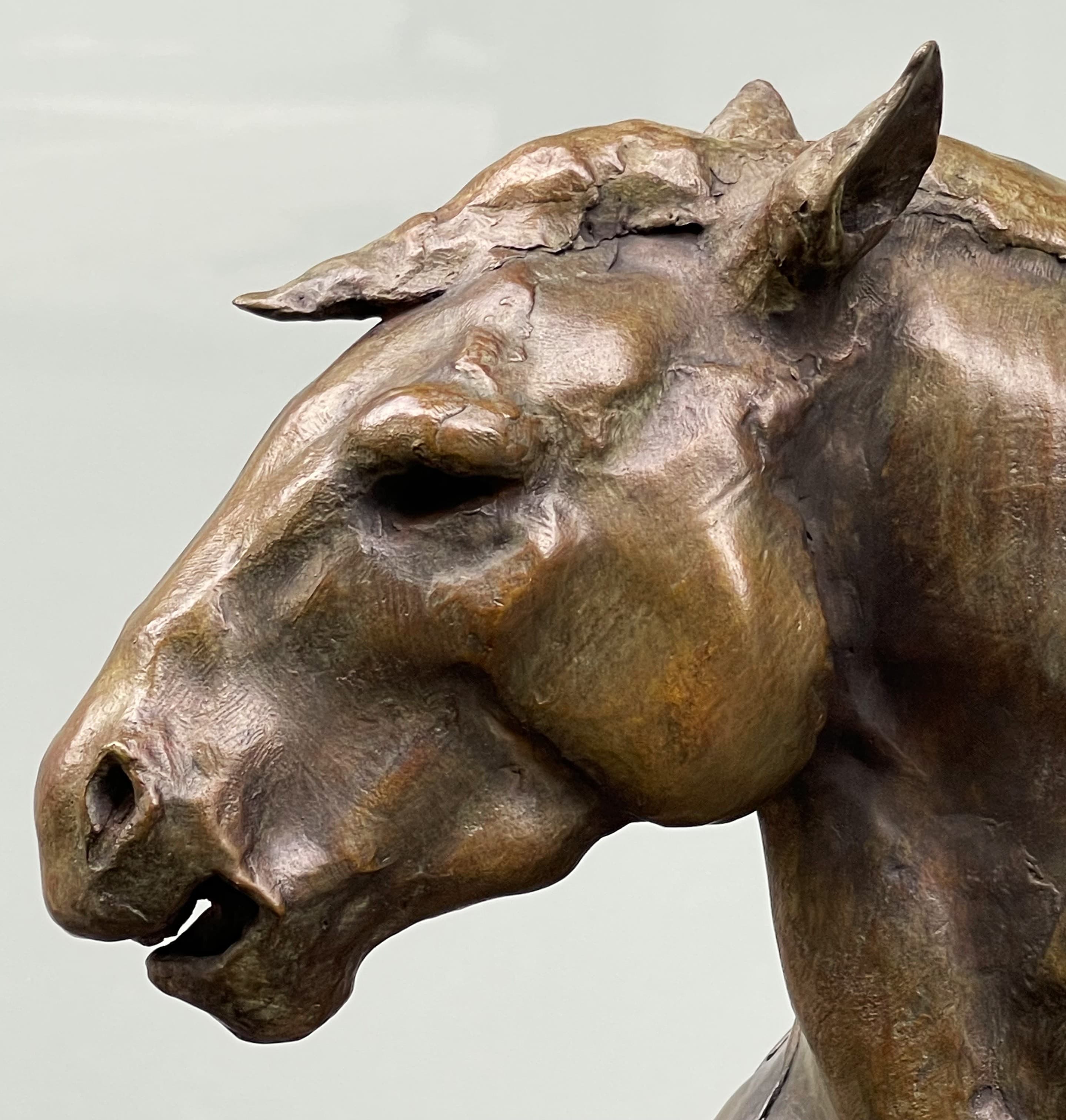 PORTRAIT DE CHEVAL