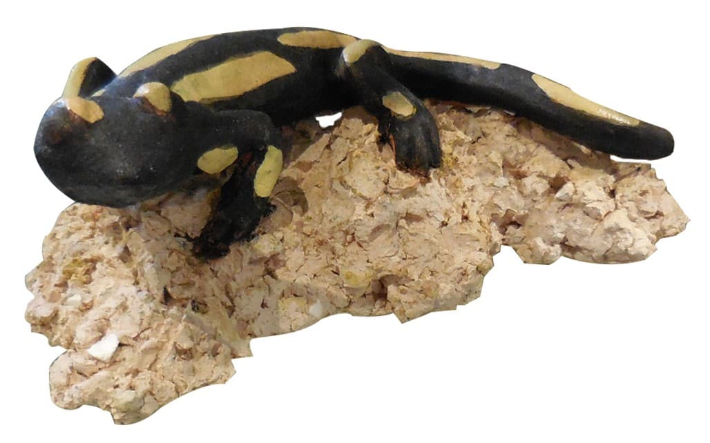 Salamandre 1