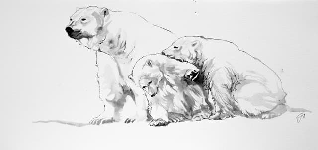 STOP ! (ours blanc)
