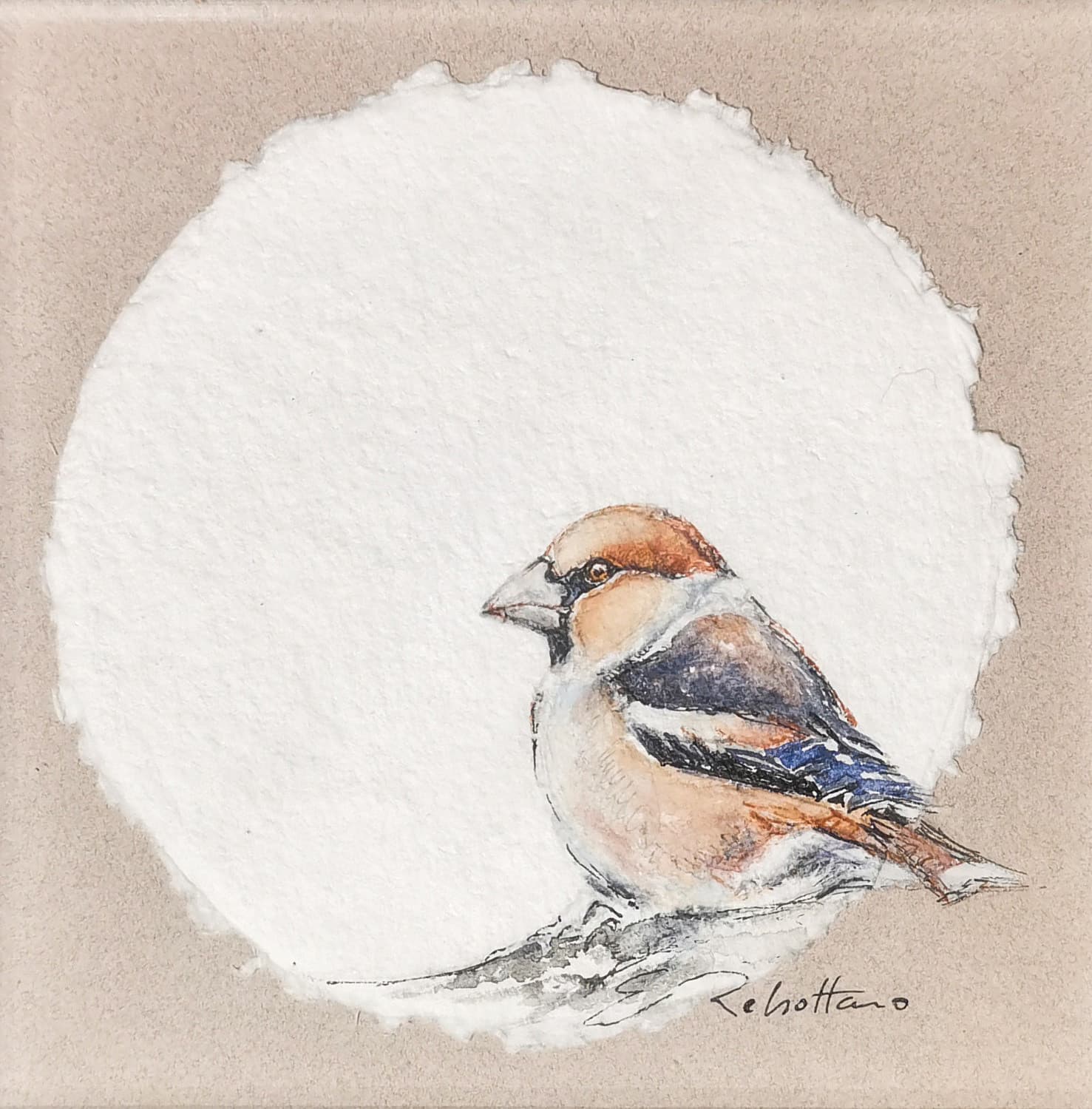 GROSBEC CASSE-NOYAUX (oiseau)