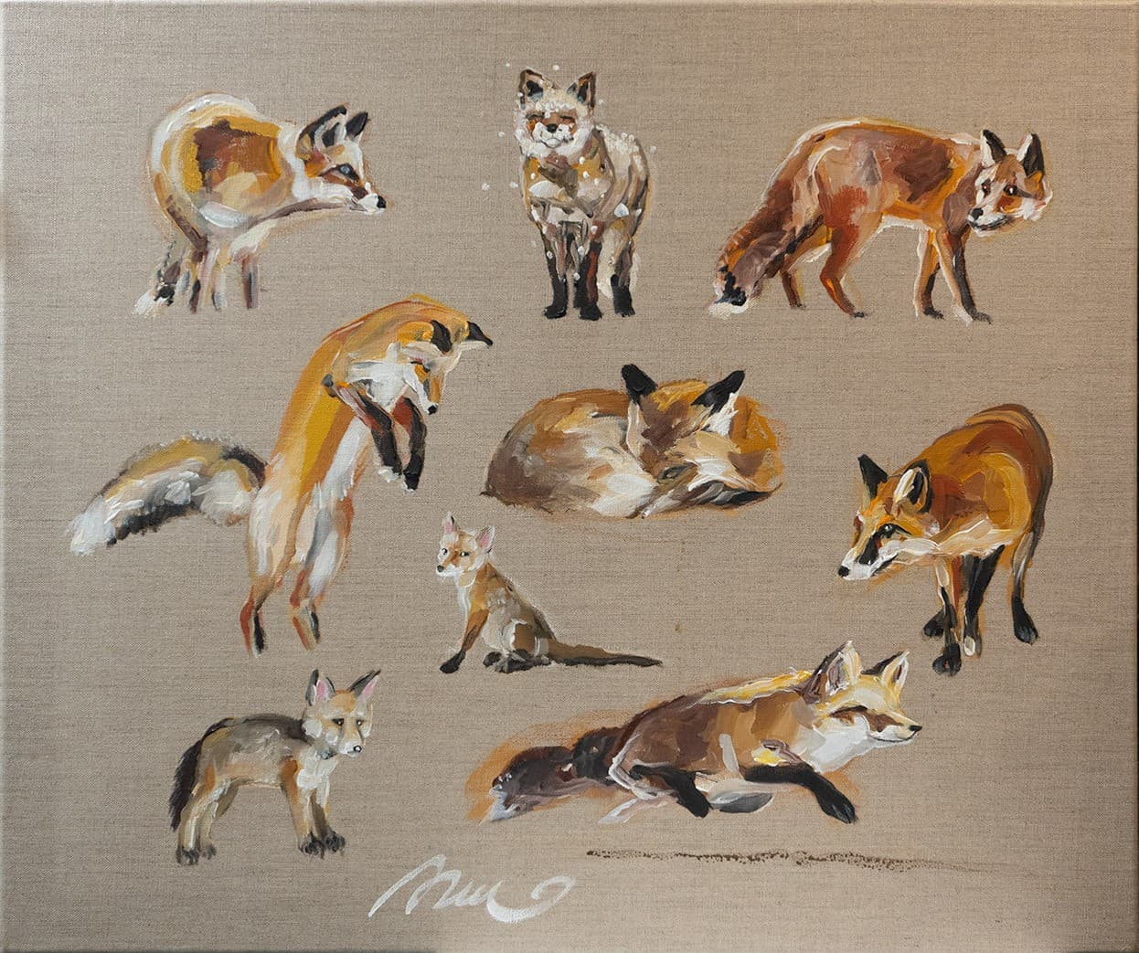Etude de renard