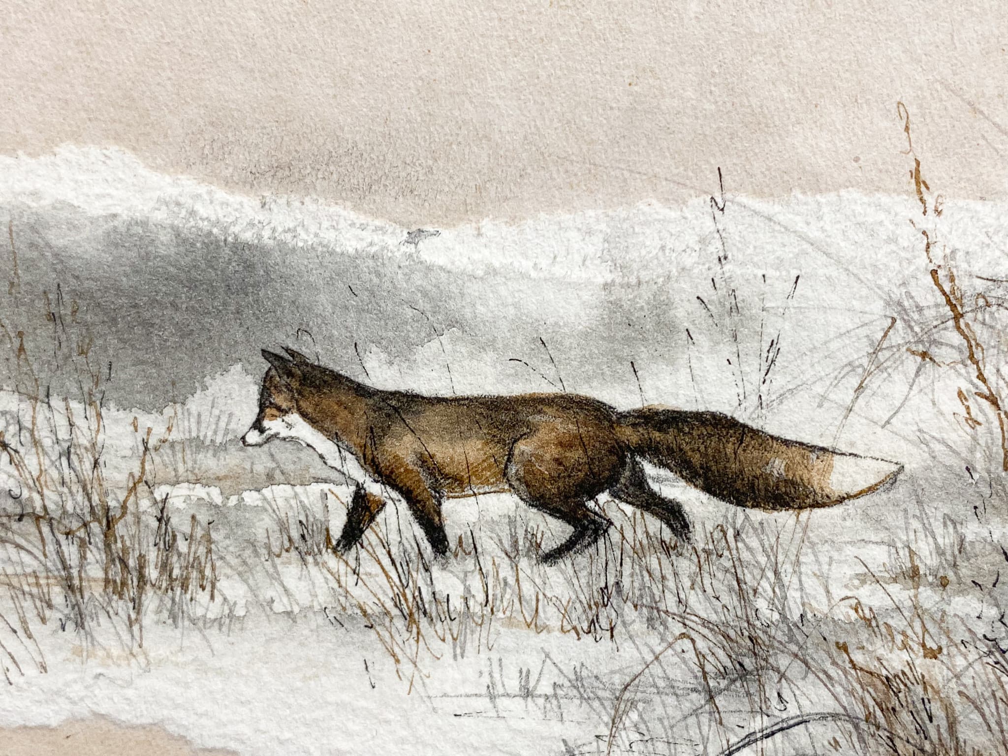 RENARD EN MARAUDE - COLLAGE