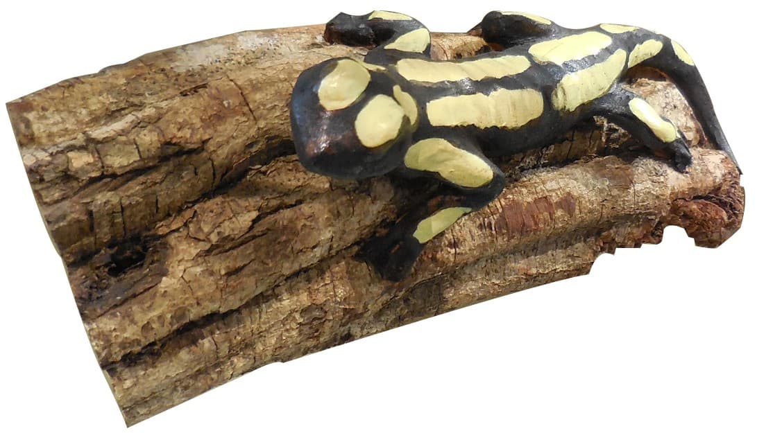 Salamandre 2