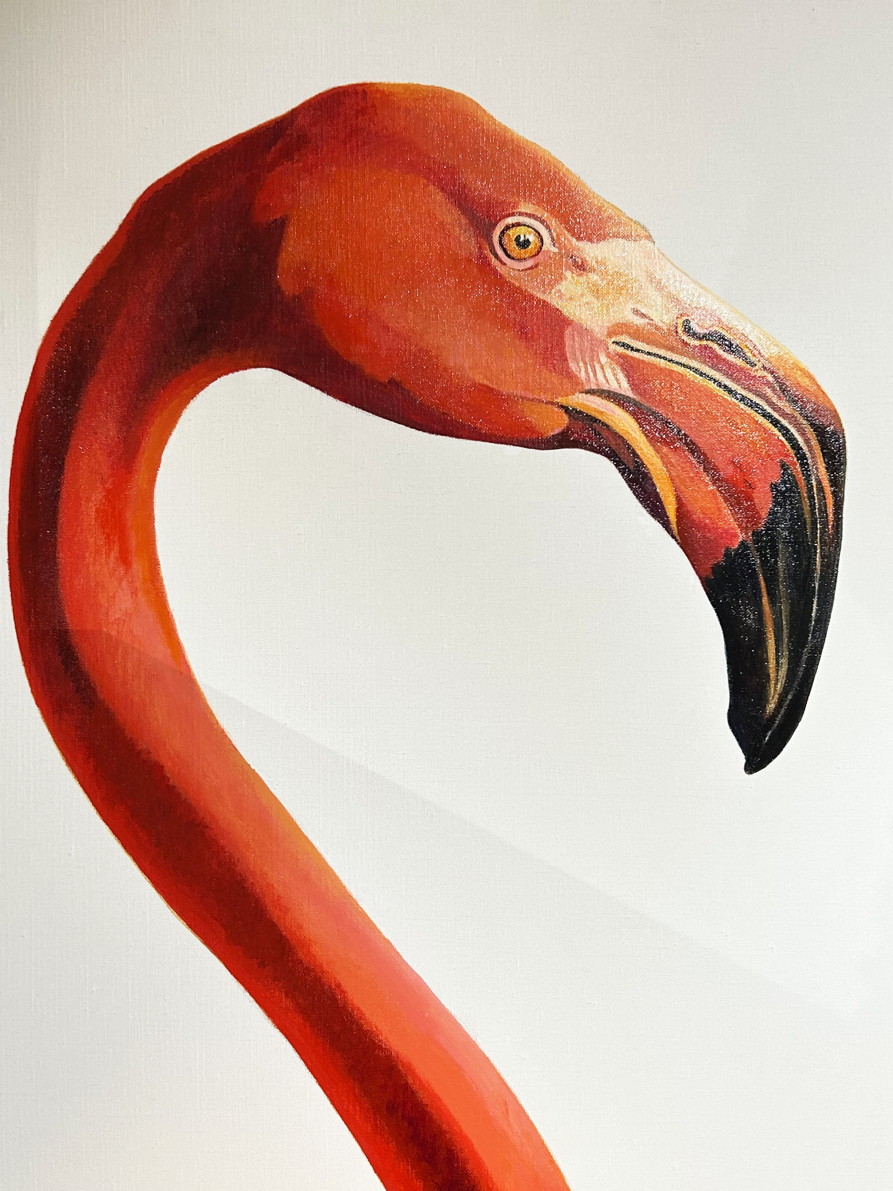 FLAMANT ROSE