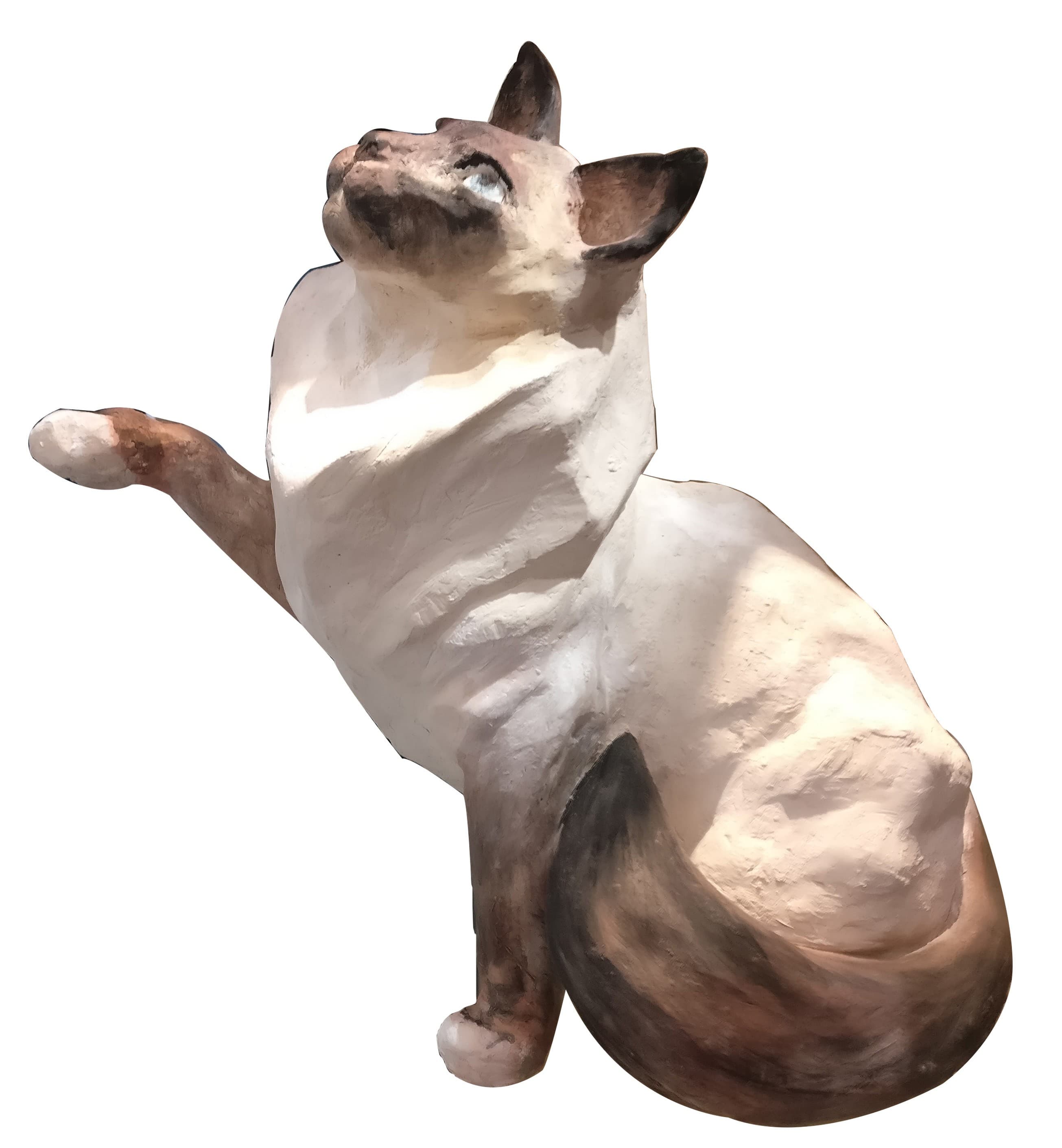 CHAT SIAMOIS