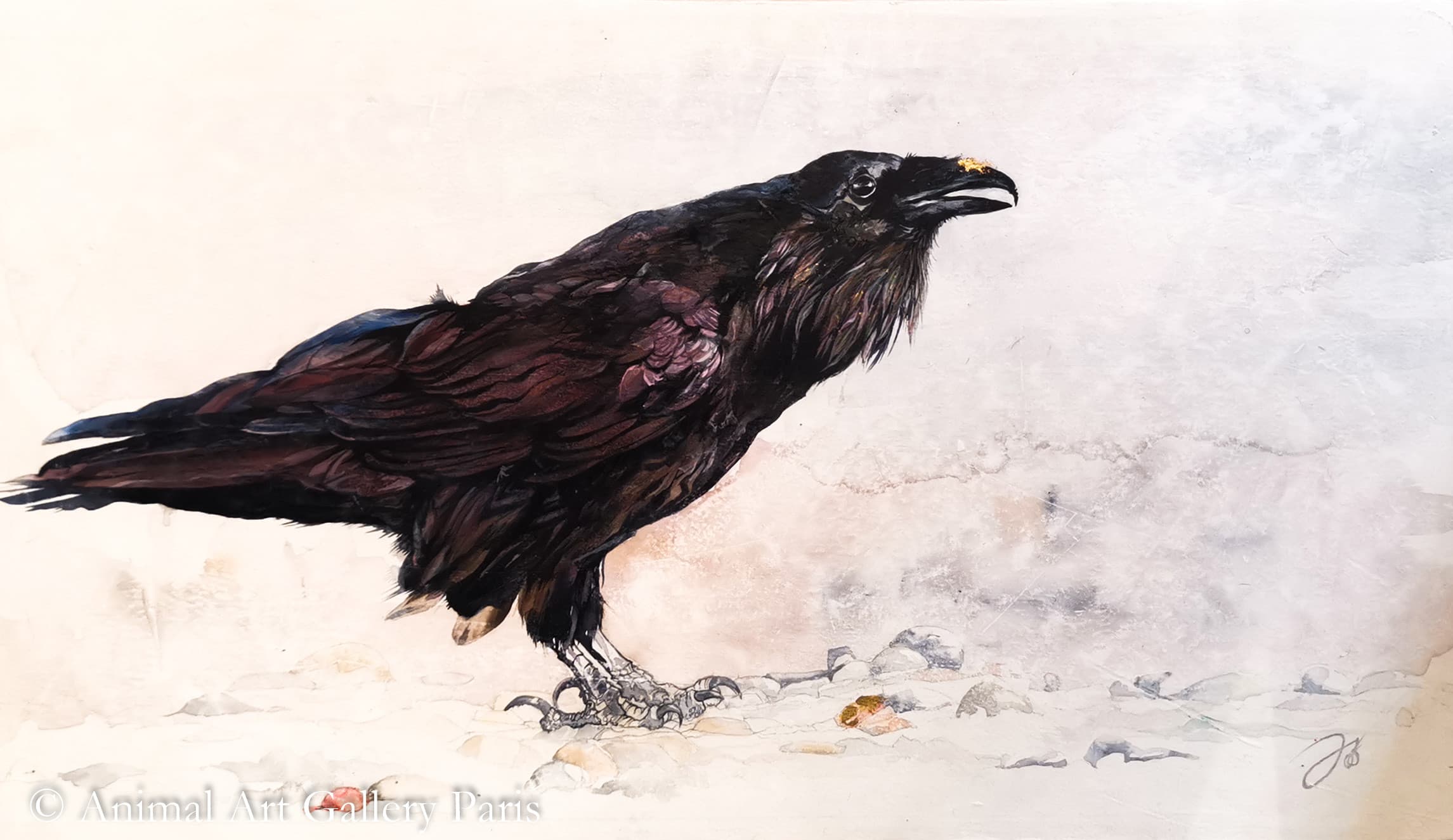 DE L'OR EN ALASKA (Corbeau noir)