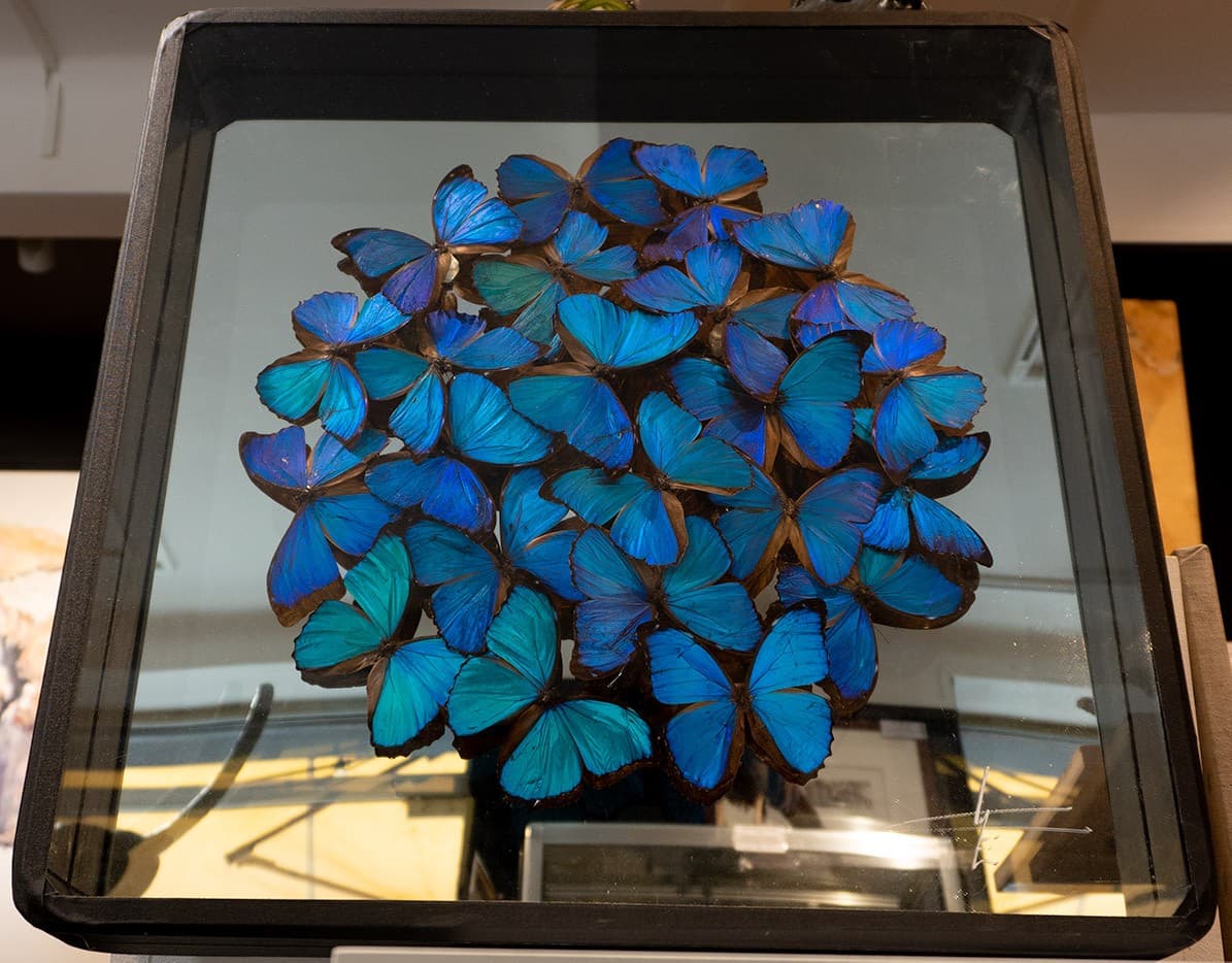 20  Morphos  melenaus  bleus