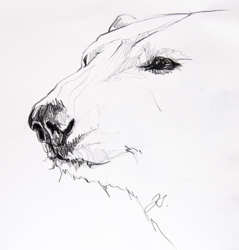PORTRAIT MERE OURSE