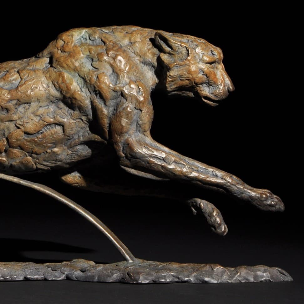 GAINING GROUND (guépard, cheetah)