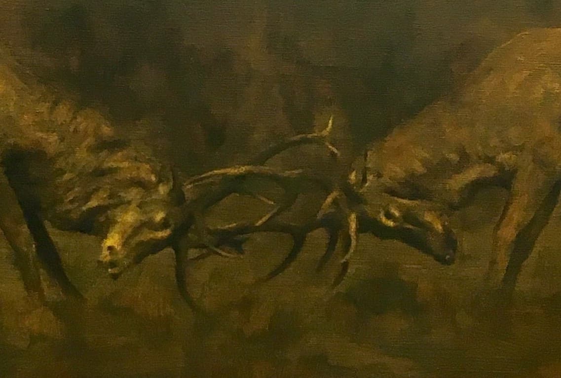 COMBAT DE CERFS AU BRAME