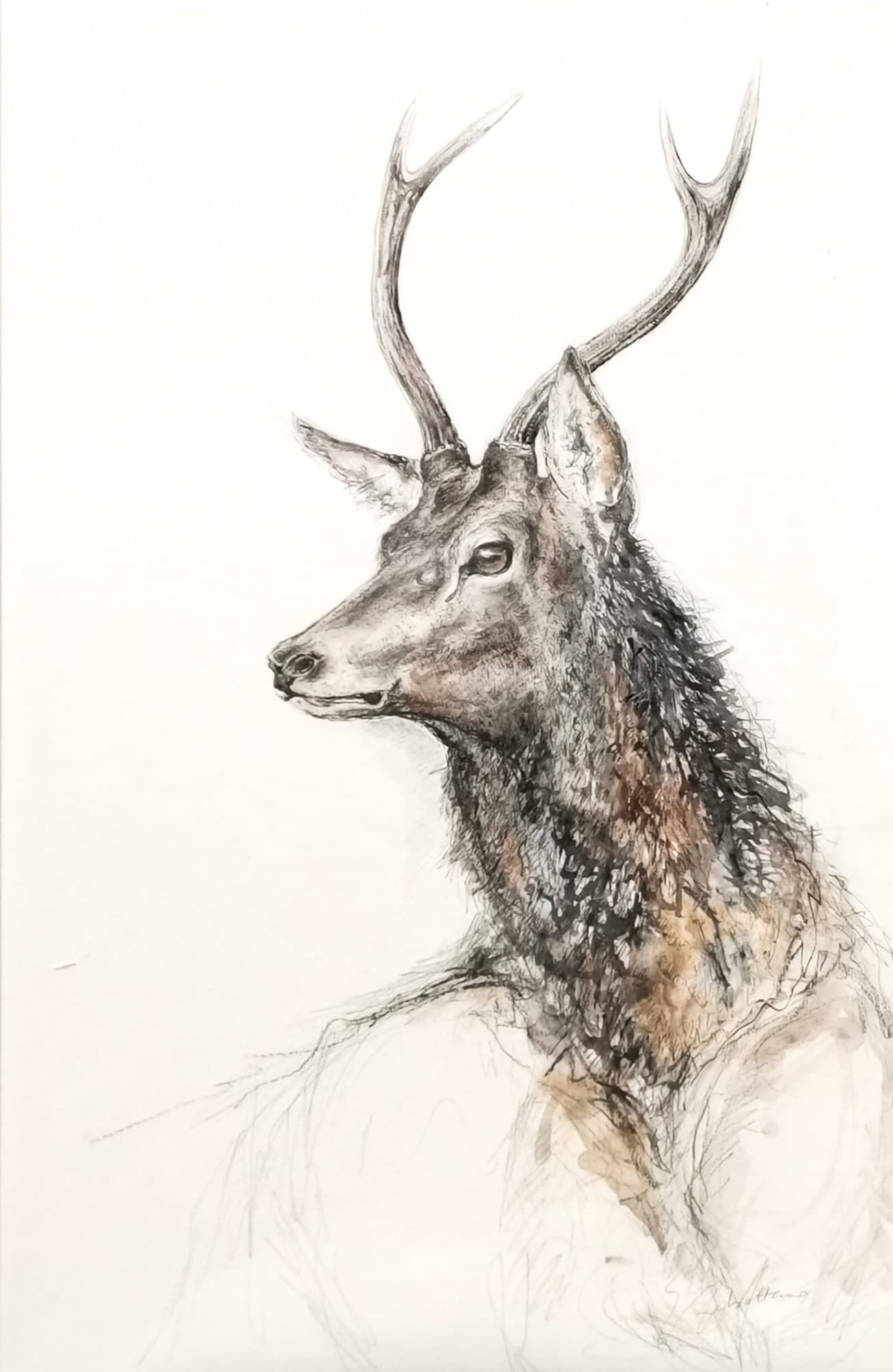 DAGUET (JEUNE CERF)