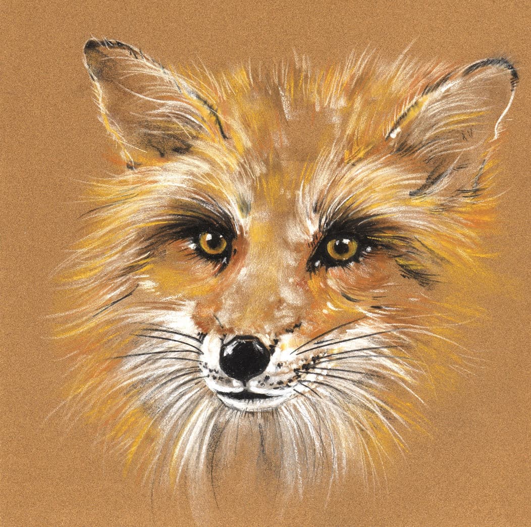 TETE DE RENARD