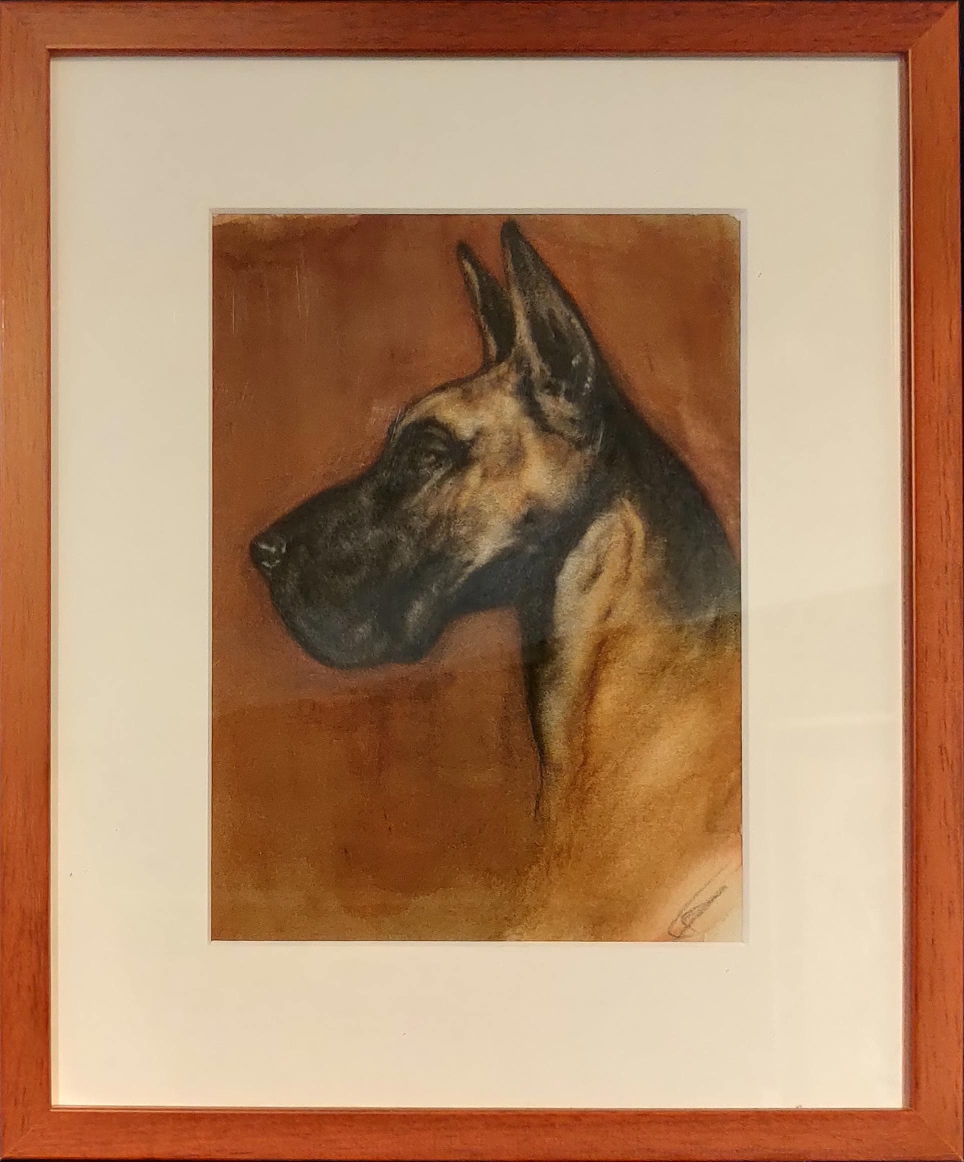 DOGUE ALLEMAND (chien)