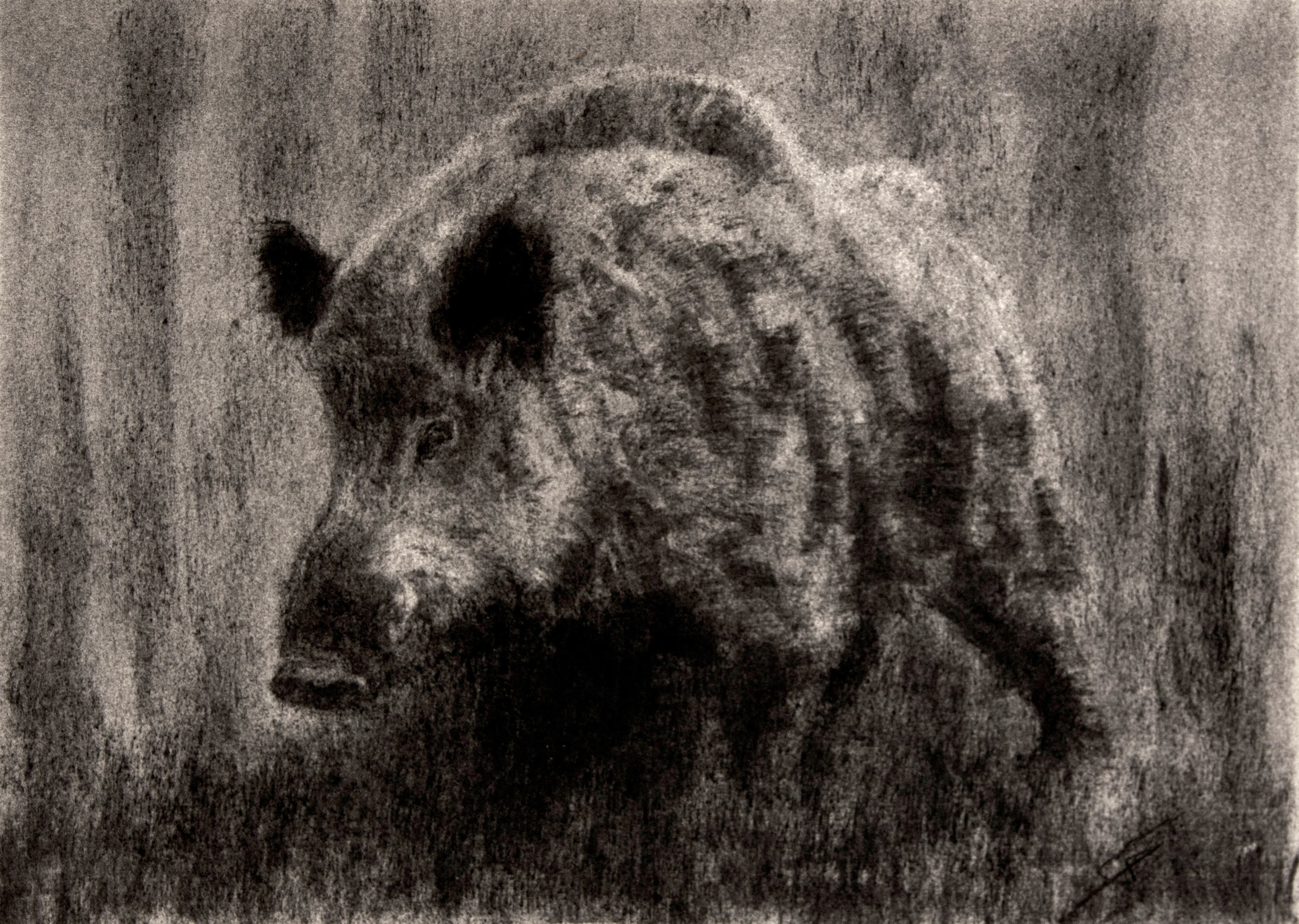 SANGLIER