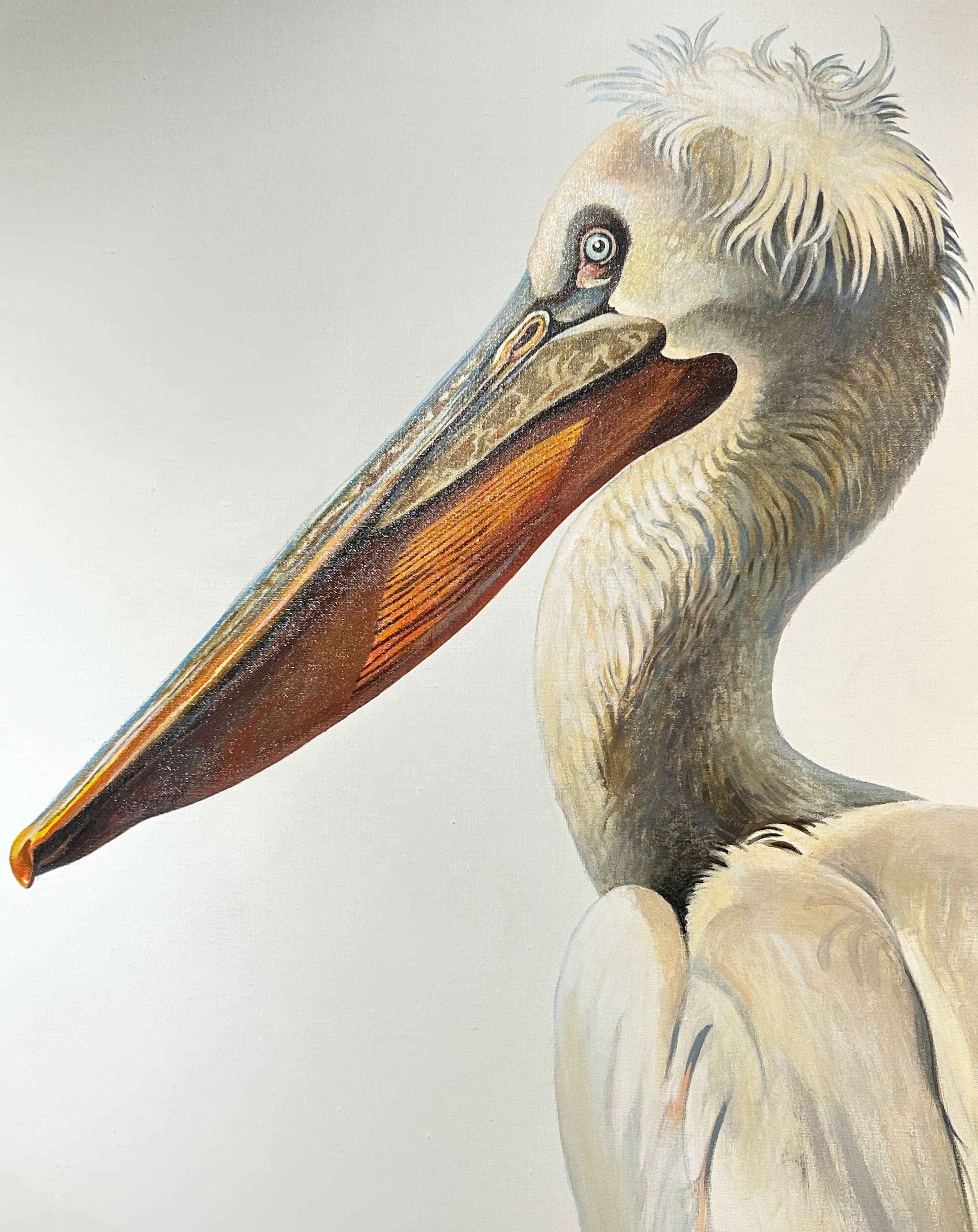 PÉLICAN