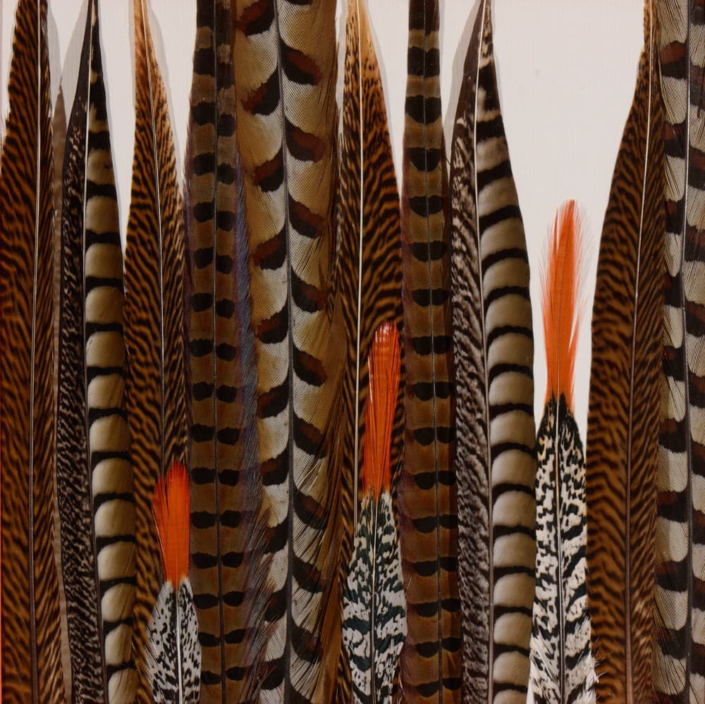 Variation Plumes de Faisans