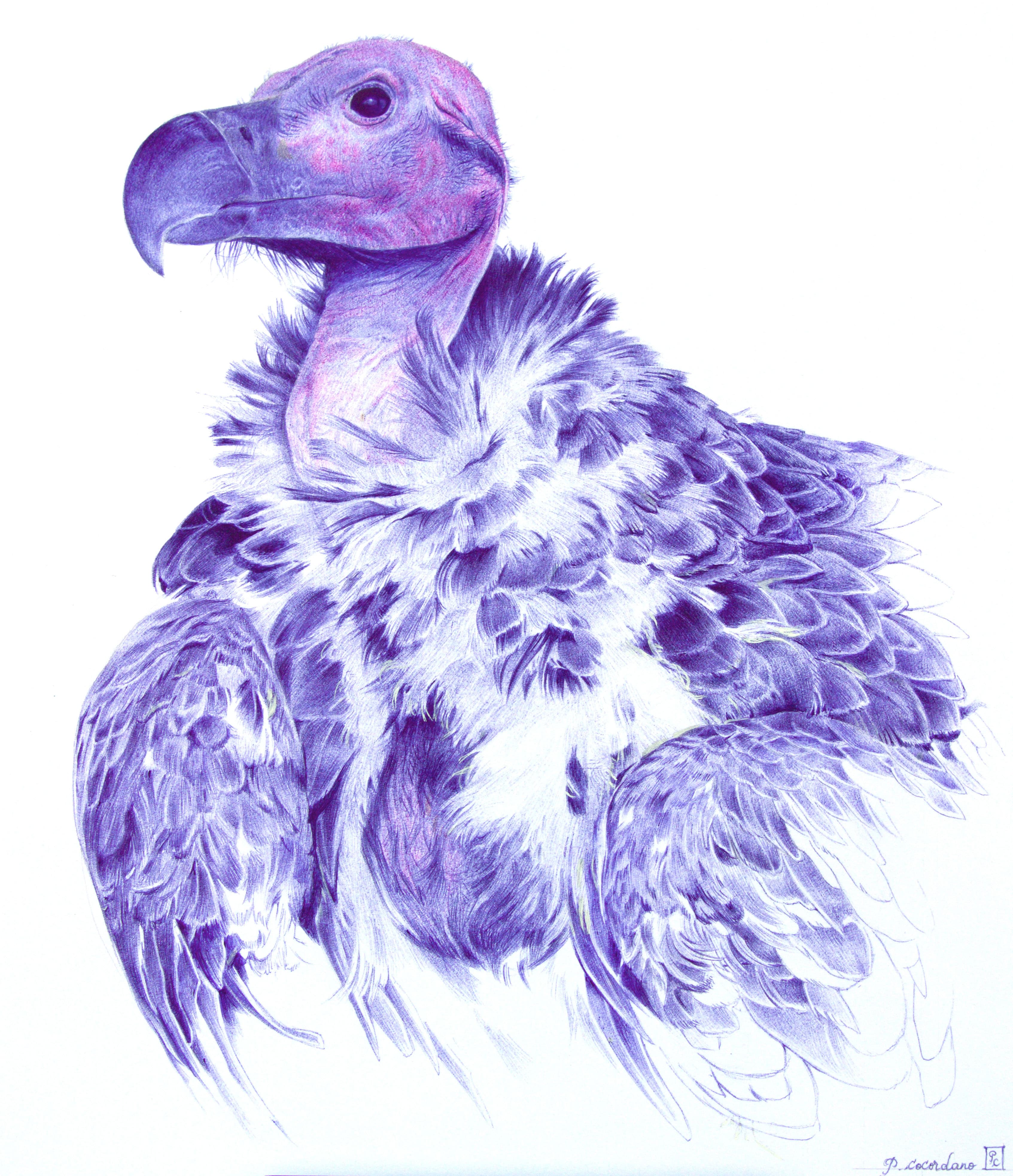 VAUTOUR ORICOU