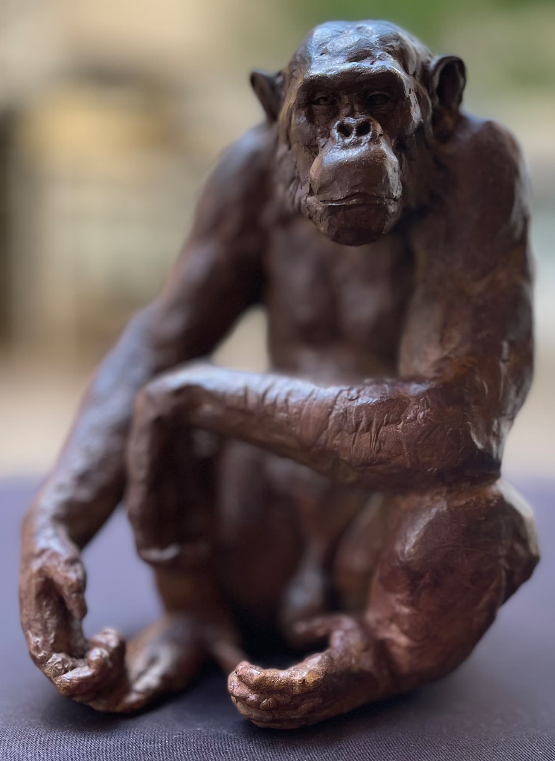 LE SAGE (chimpanzé)