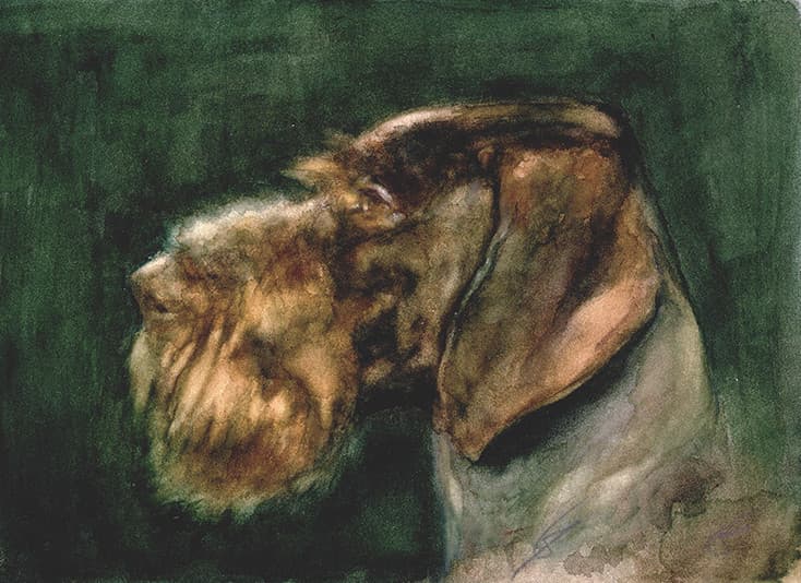 DRAHTHAAR (chien)