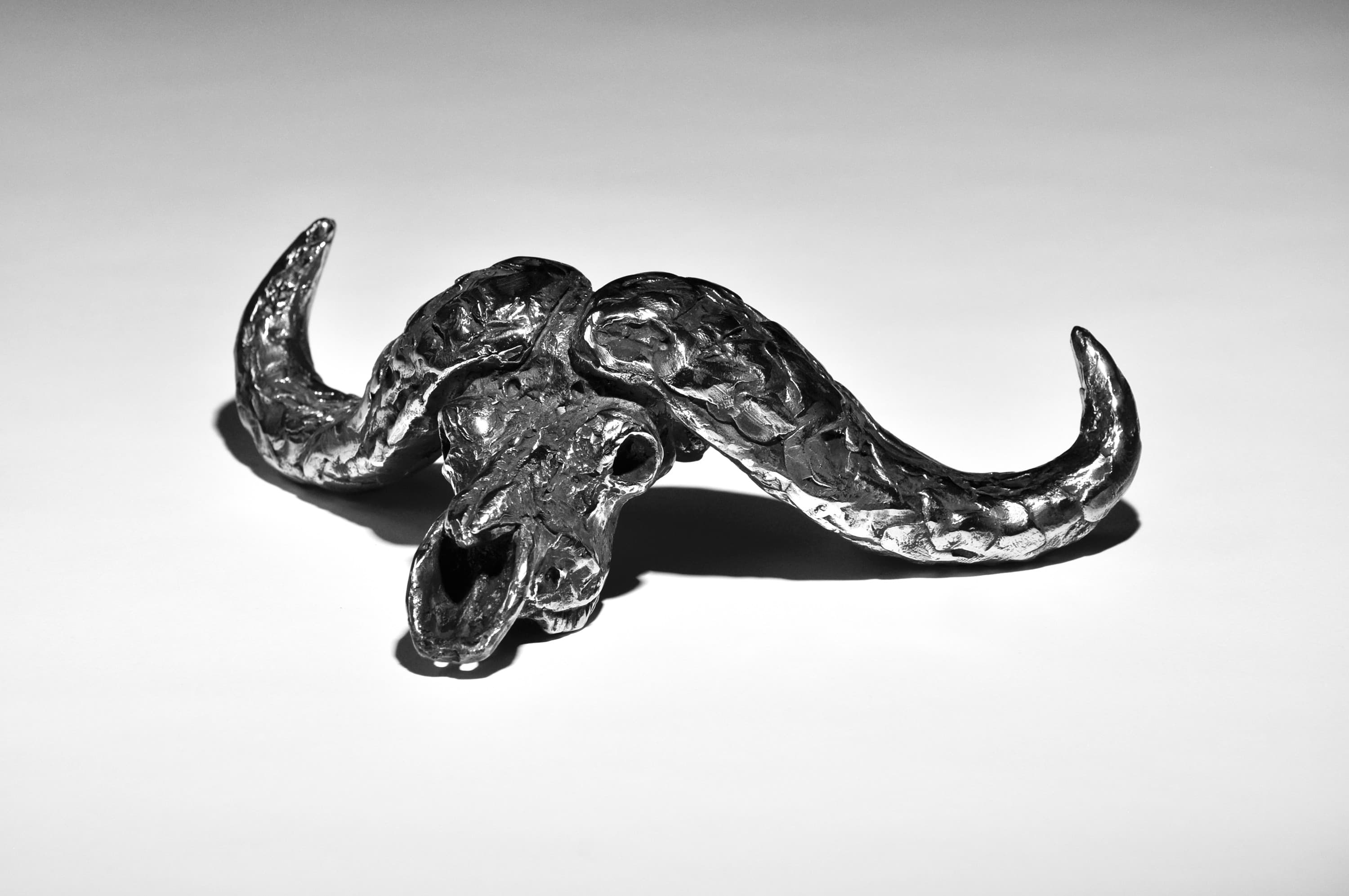 CAPE BUFF SKULL (buffle du Cap)