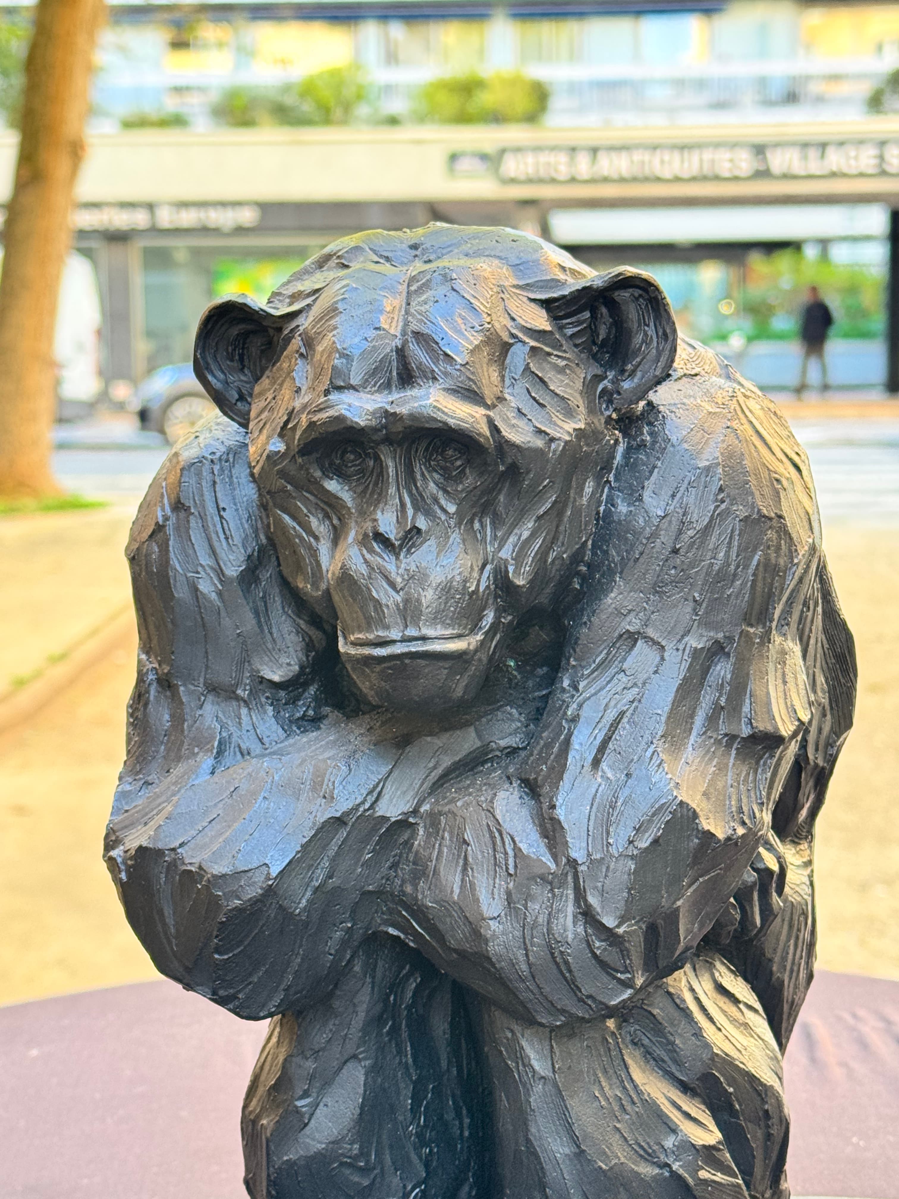 CHIMPANZÉ ASSIS
