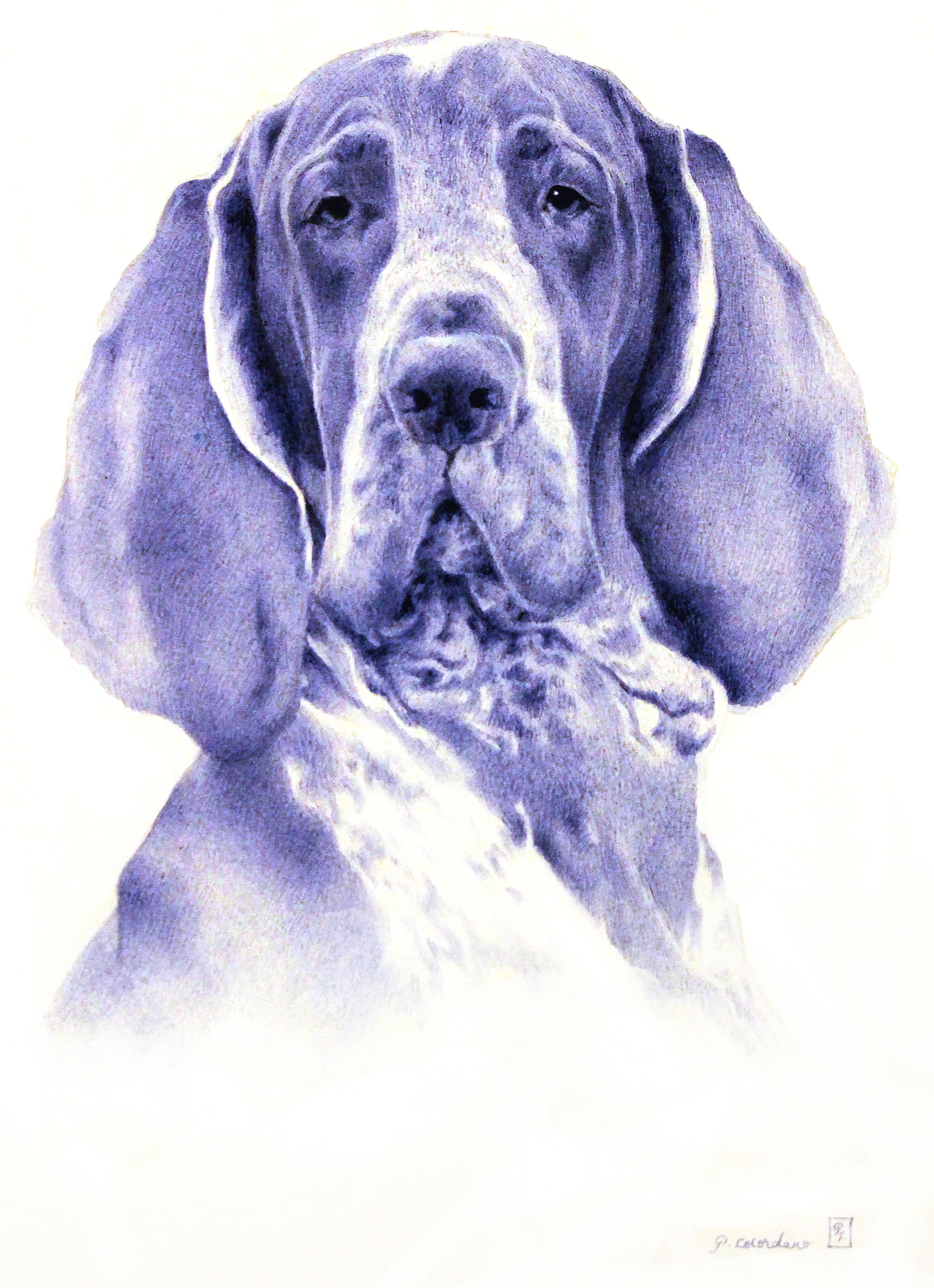 CESAR ( Chien Braque italien)