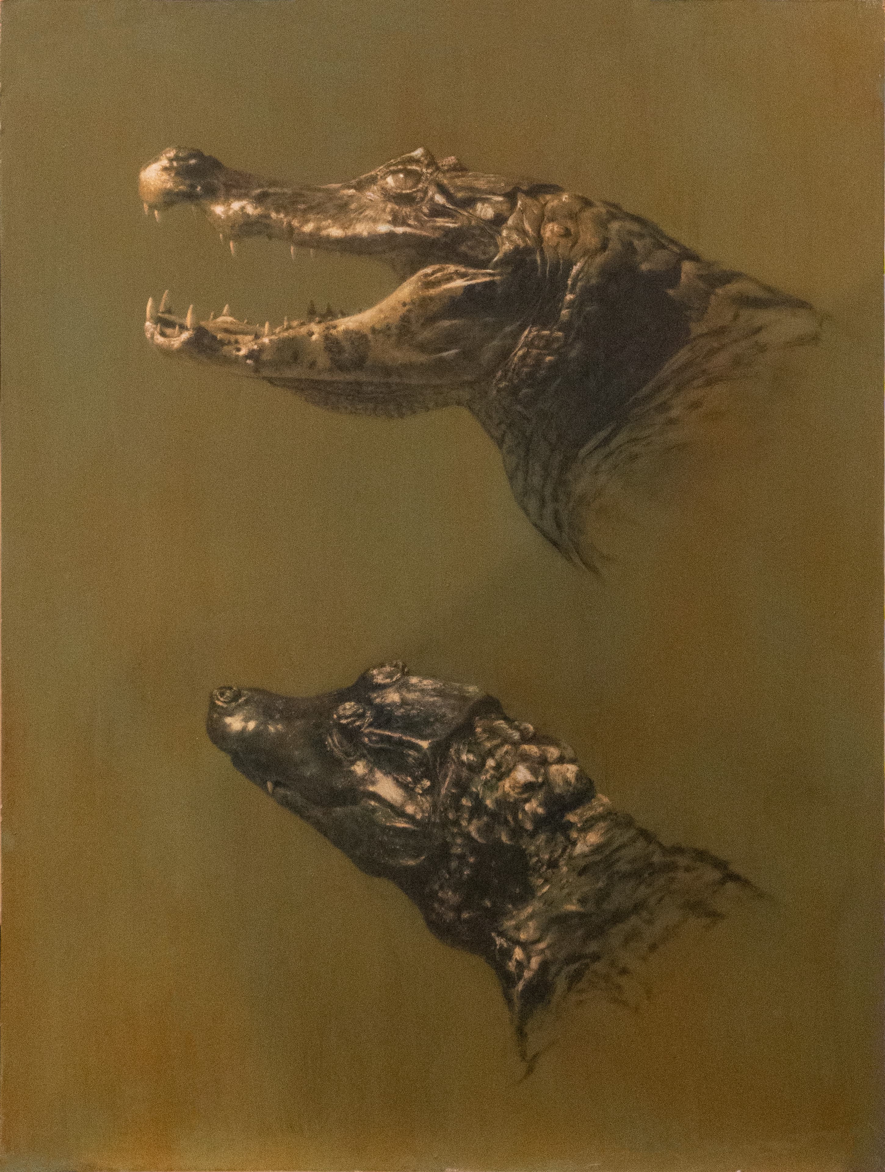 CAIMANS