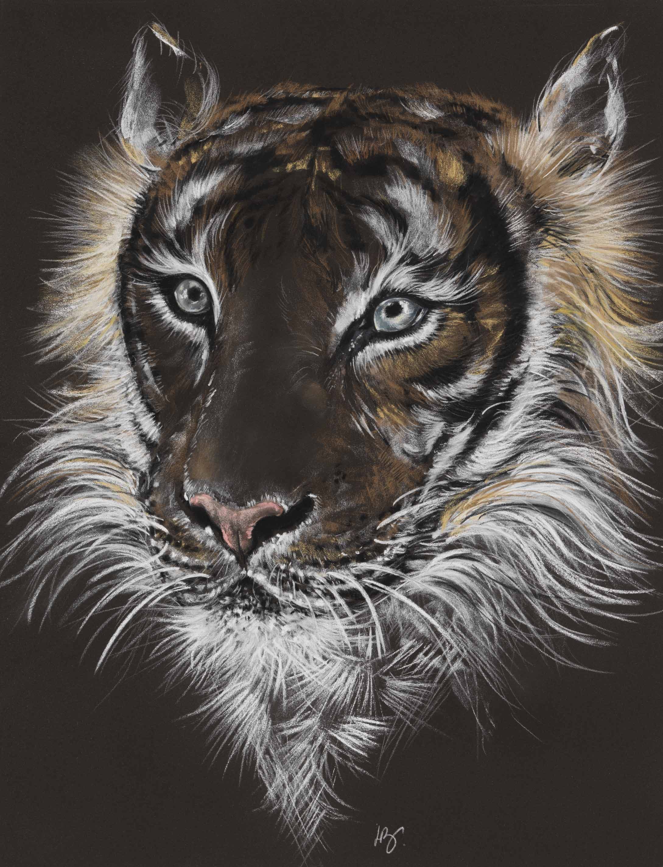 TIGRE DU TEMPS