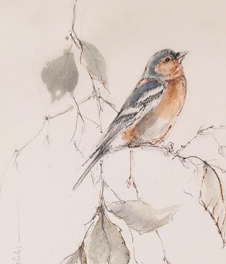 PINSON DES ARBRES (oiseau)