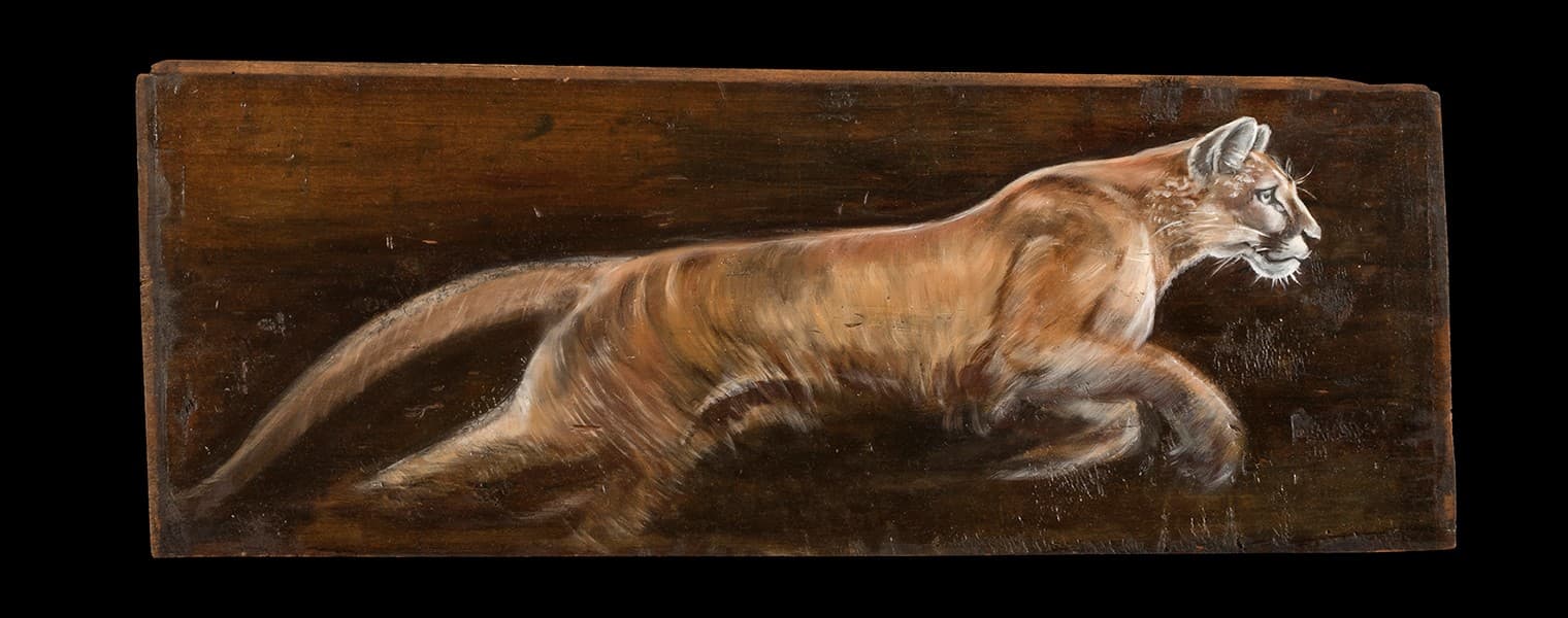 Puma à la course